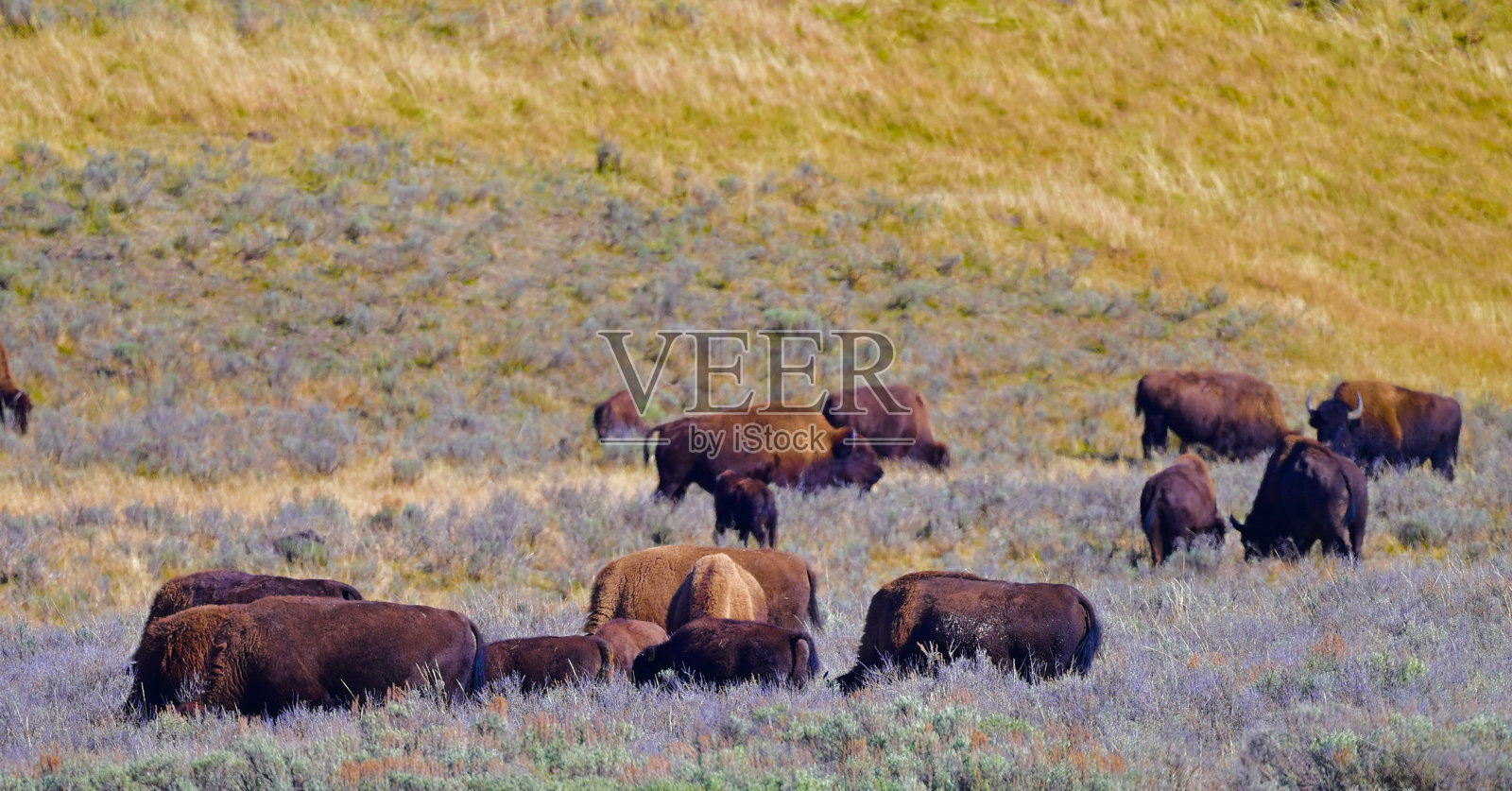 野牛照片摄影图片