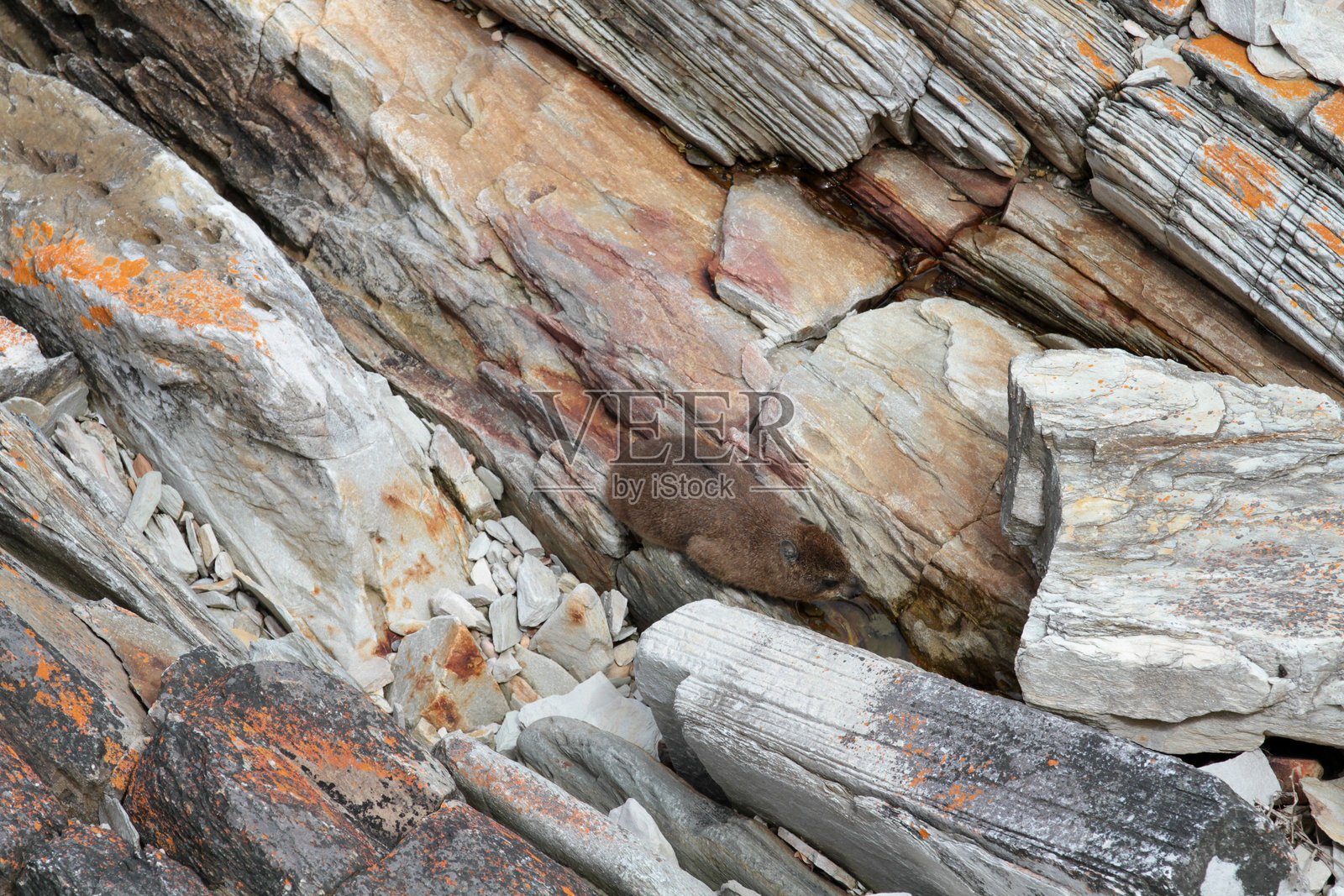 南非齐齐卡马国家公园照片摄影图片