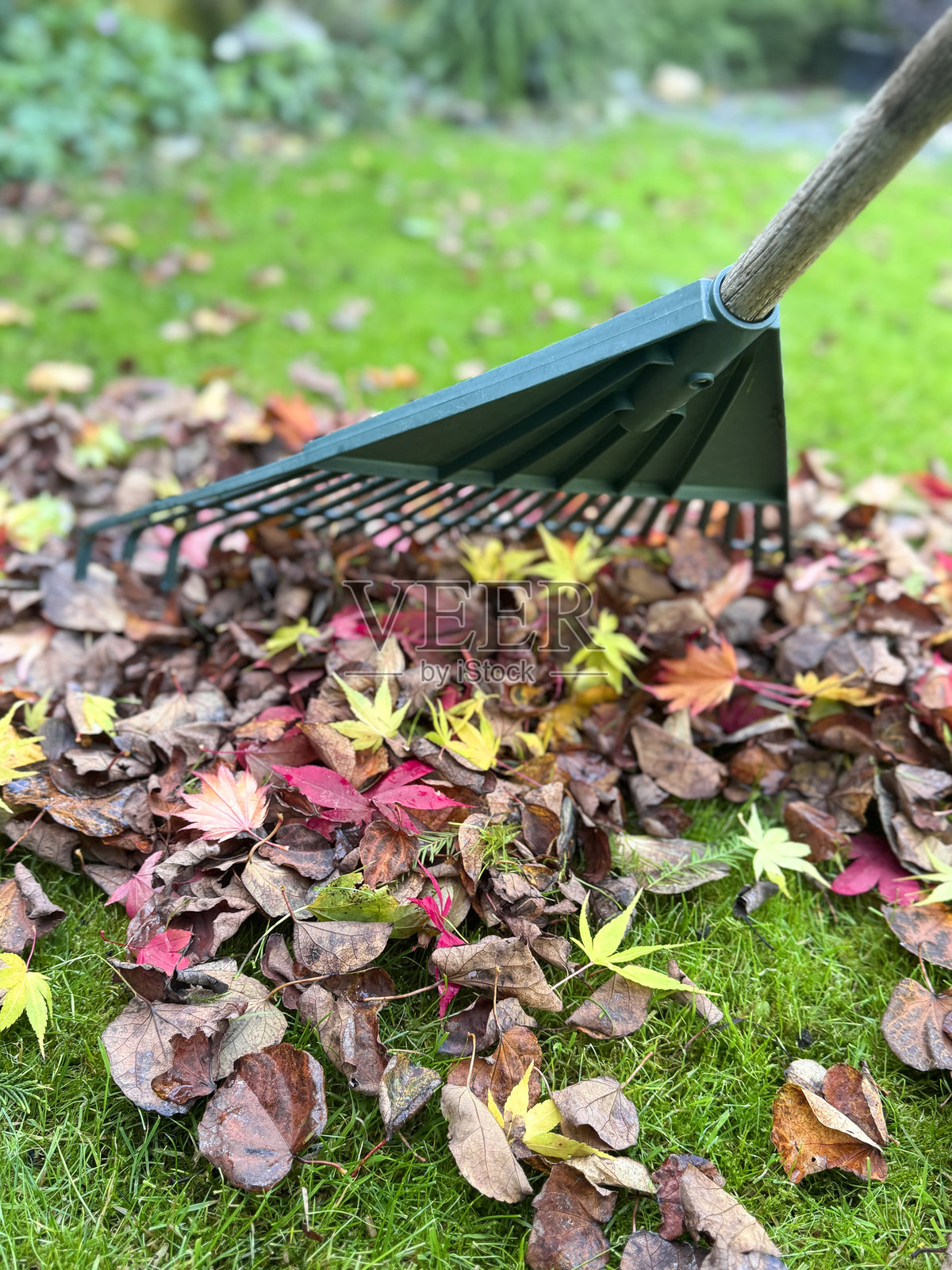 特写镜头显示秋天色彩的落叶被铲起,堆放在绿色草坪上,以防止草坪枯死,秋季末的维护,草地上有落下的日本枫树(Acer palmatum)和香樟树(Cercidiphyllum japonicum)叶子。照片摄影图片
