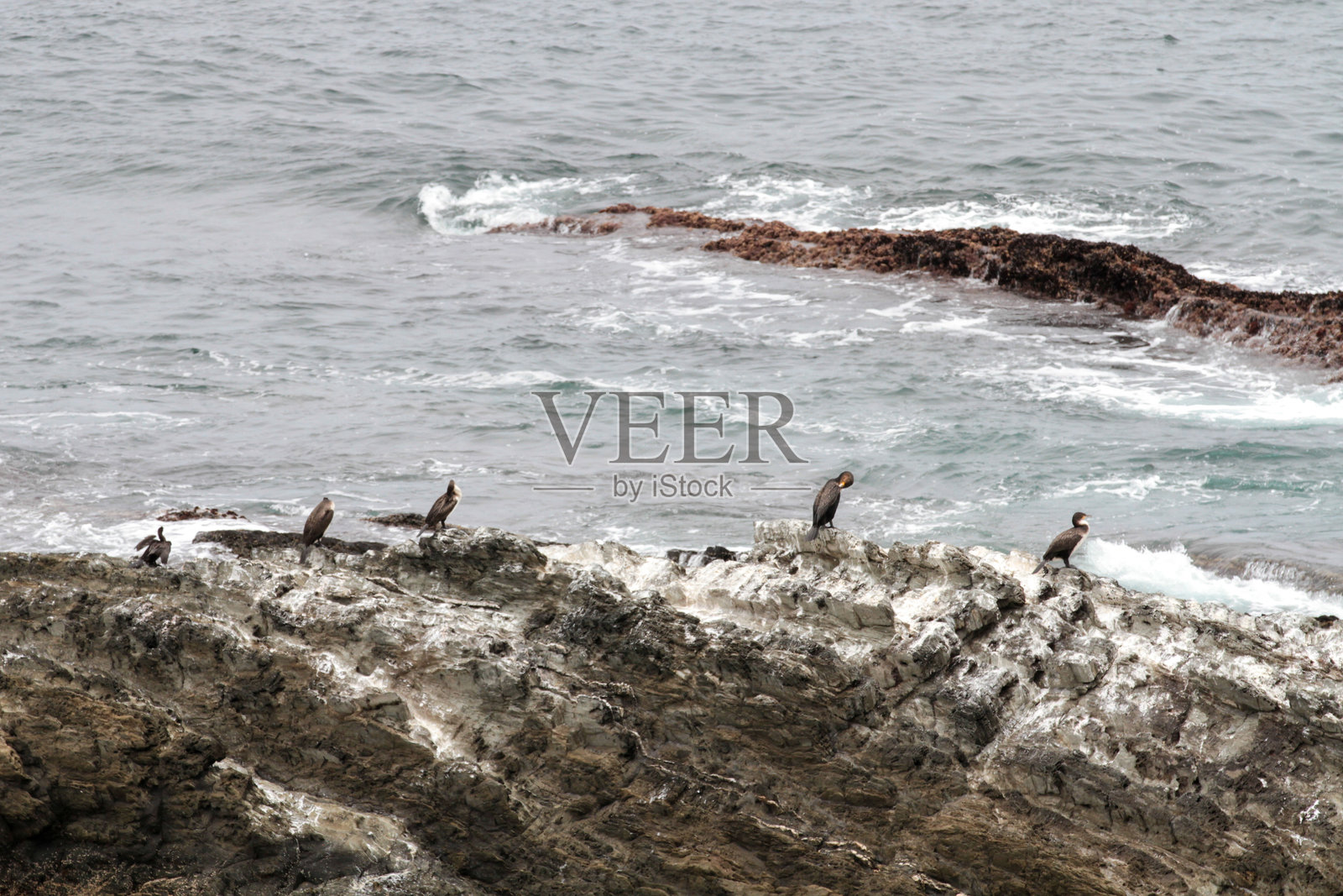 南非齐齐卡马国家公园照片摄影图片