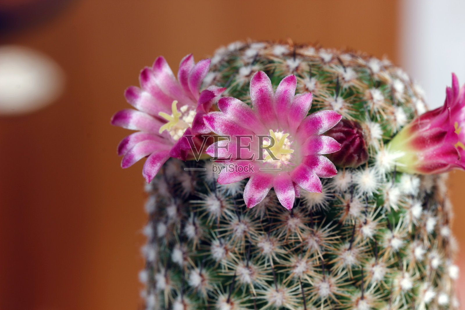 一株开花的仙人掌在浅色背景上照片摄影图片