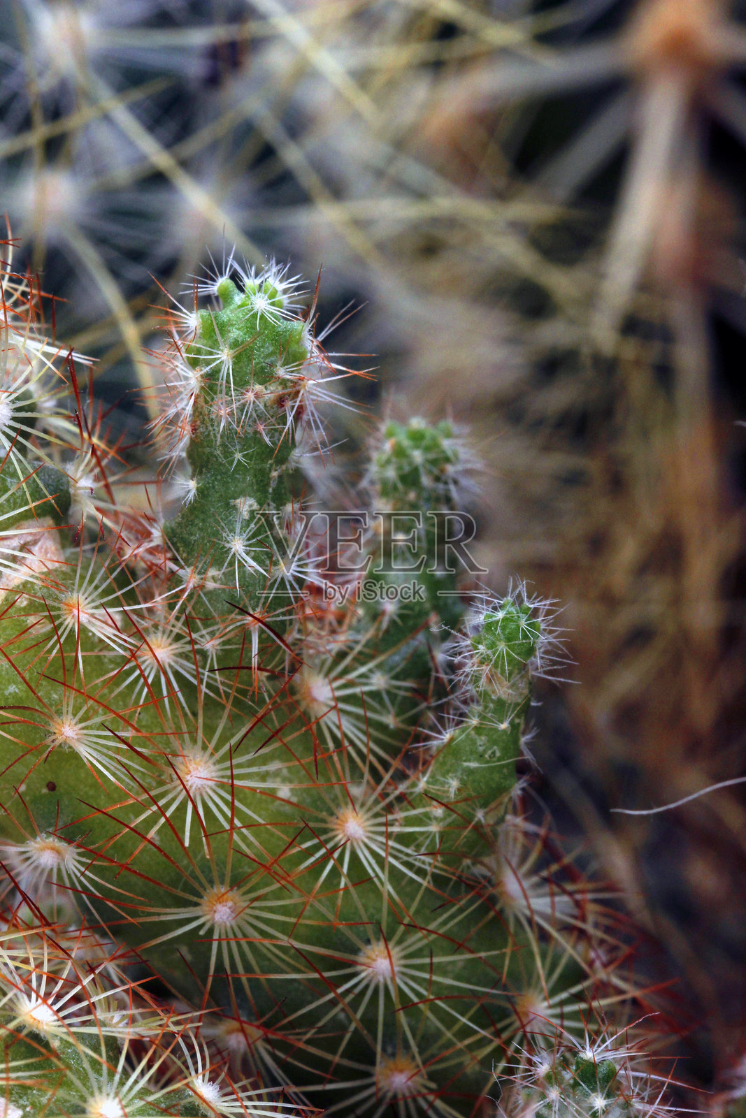 绿色仙人掌特写,带有刺针照片摄影图片