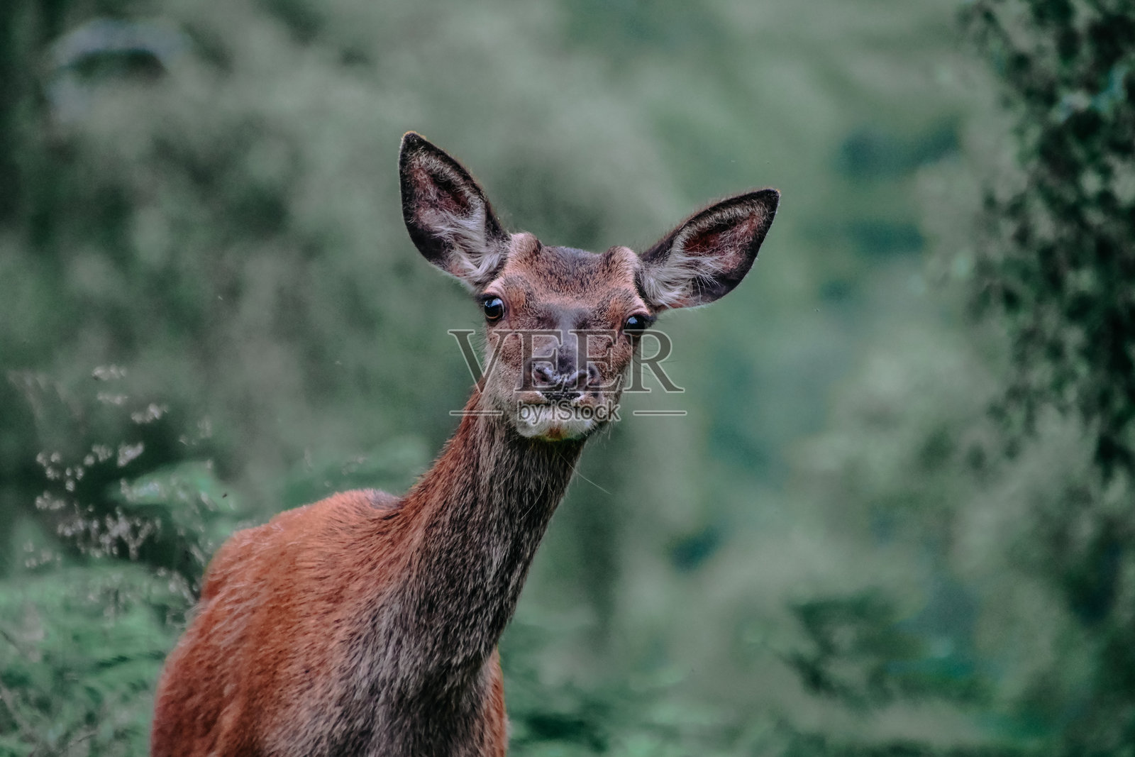 苏格兰的鹿照片摄影图片