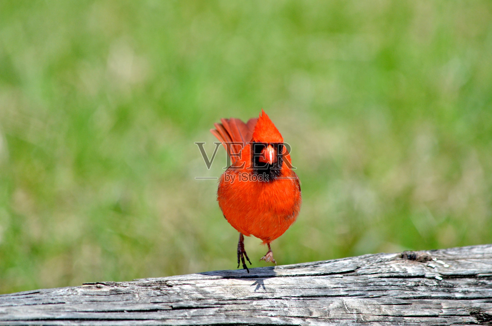 雄性北方红雀特写照片摄影图片