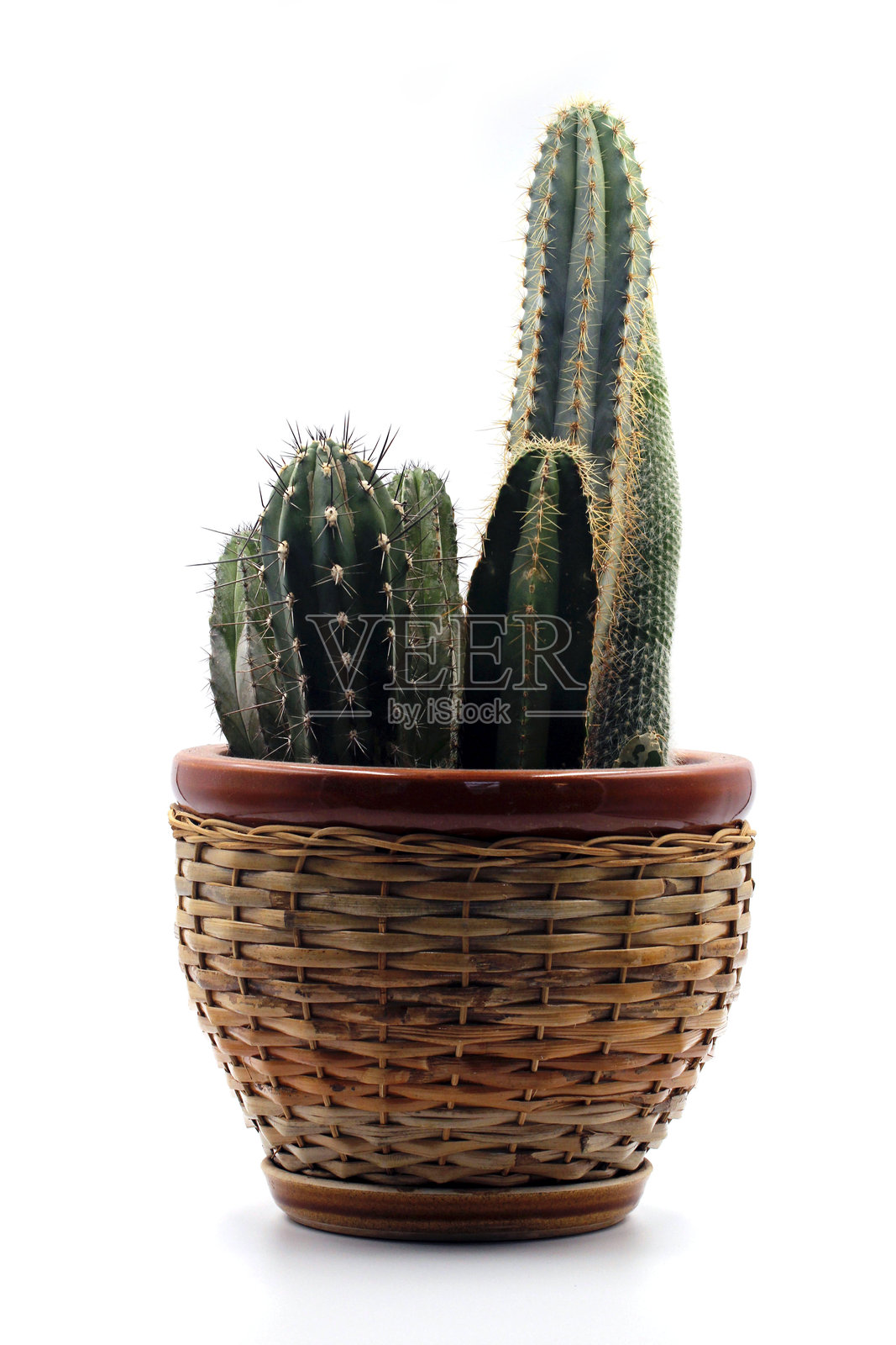 绿色仙人掌特写,带有刺针照片摄影图片