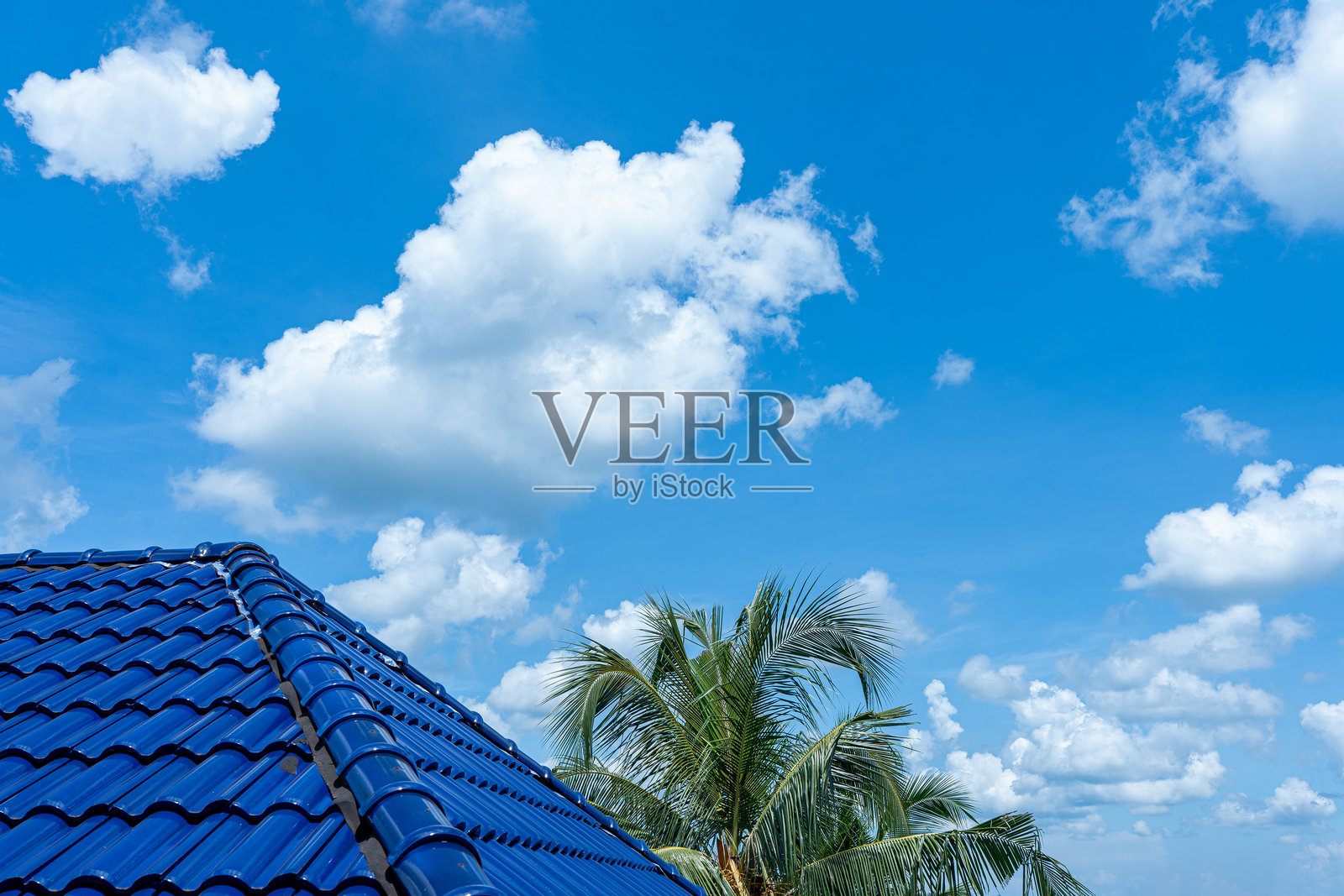 热带天堂:棕榈树在鲜艳的蓝天中摇曳照片摄影图片