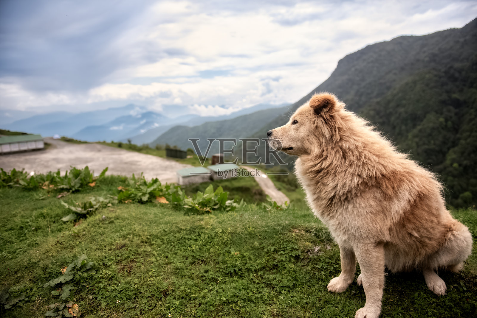 棕色混血牧羊犬坐在悬崖边缘,俯瞰喜马拉雅山脉之间的草地。照片摄影图片