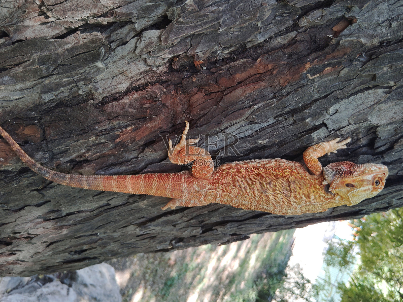 爬行动物照片摄影图片