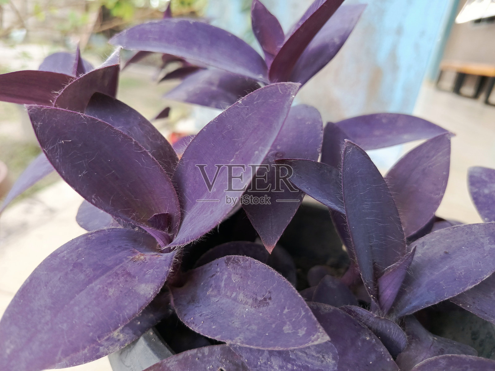 紫色叶子纹理特写。紫露草叶子。自然植物背景照片摄影图片