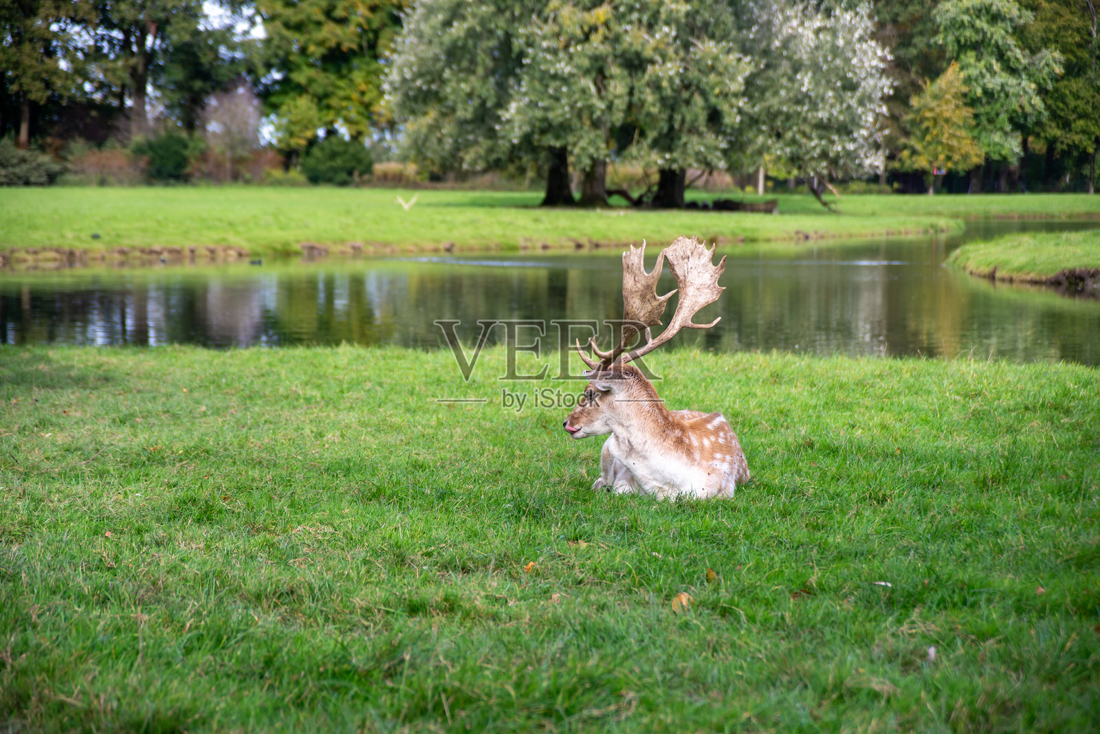 德哈尔城堡的广阔景观公园,拥有多条步行路线,附近有一群红鹿和母鹿。照片摄影图片