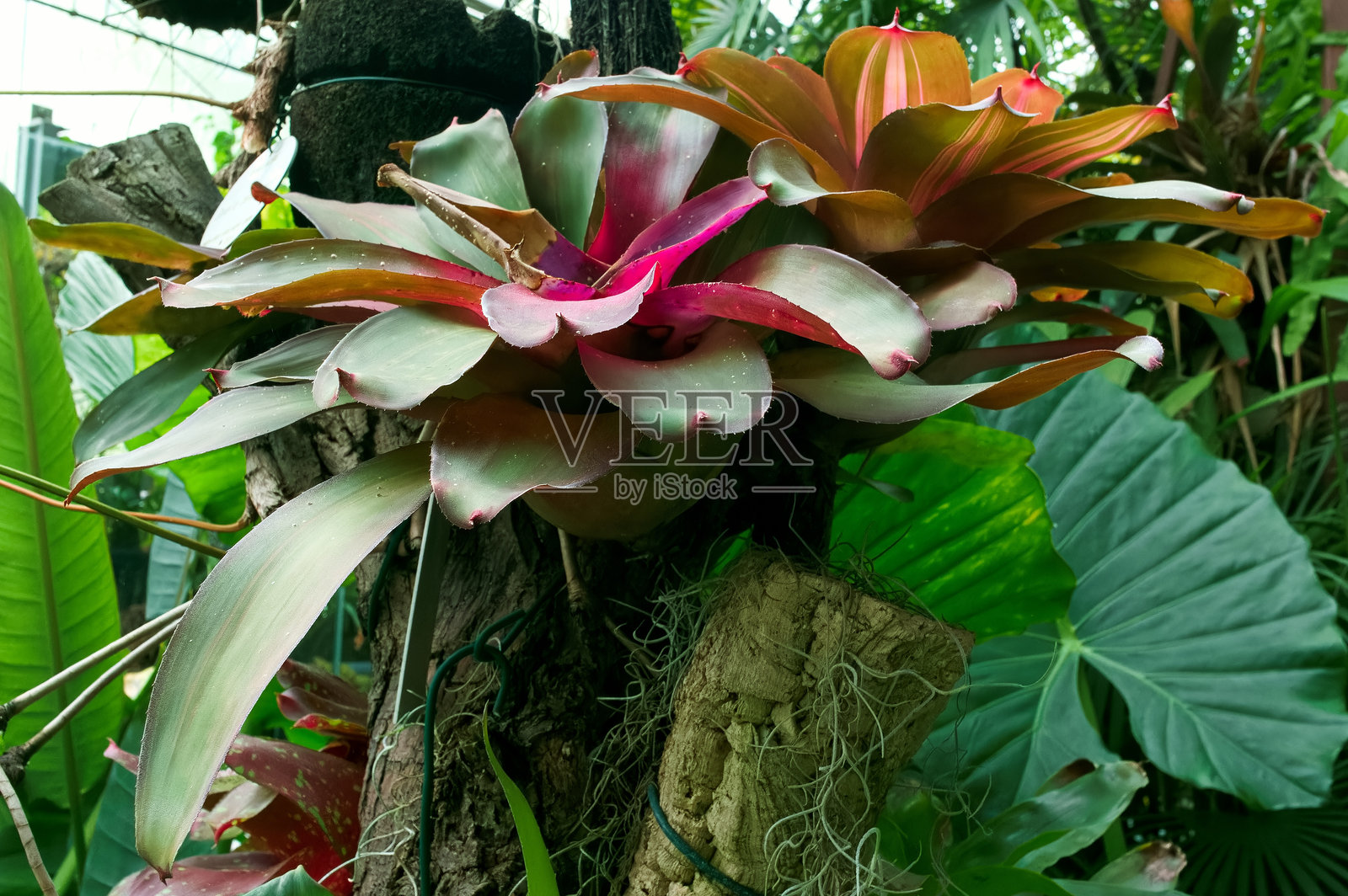 花,植物,仙人掌,自然,植物学,美丽,刺,异国情调,绿色,新鲜,照片摄影图片