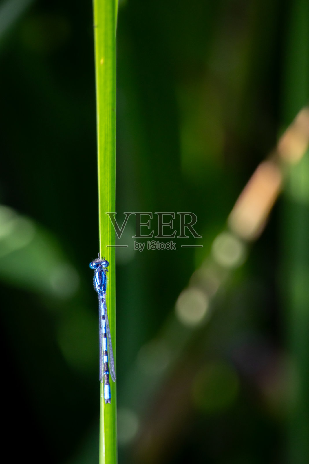 蓝色豆娘停在绿色草叶上照片摄影图片