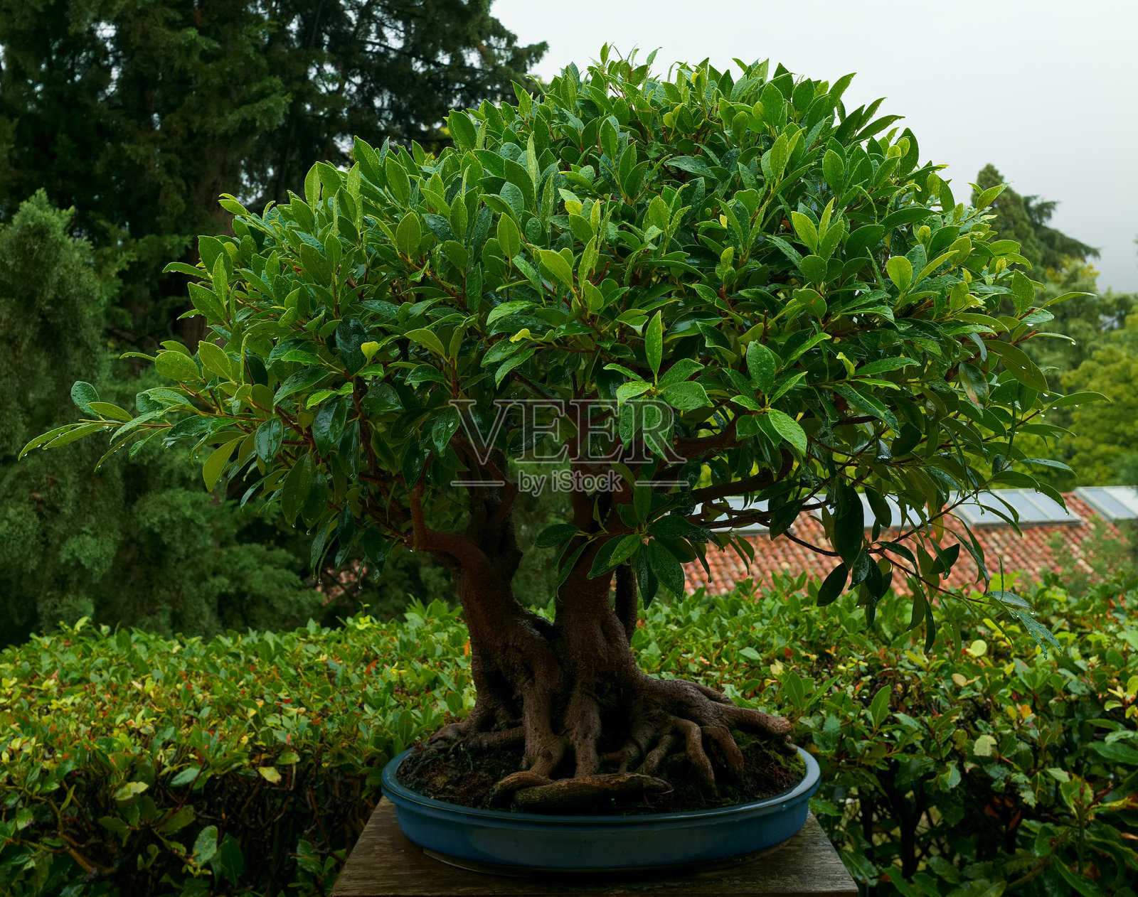 幼苗,树,盆栽,叶子,树干,自然,湿润,雨后,植物学,绿意照片摄影图片