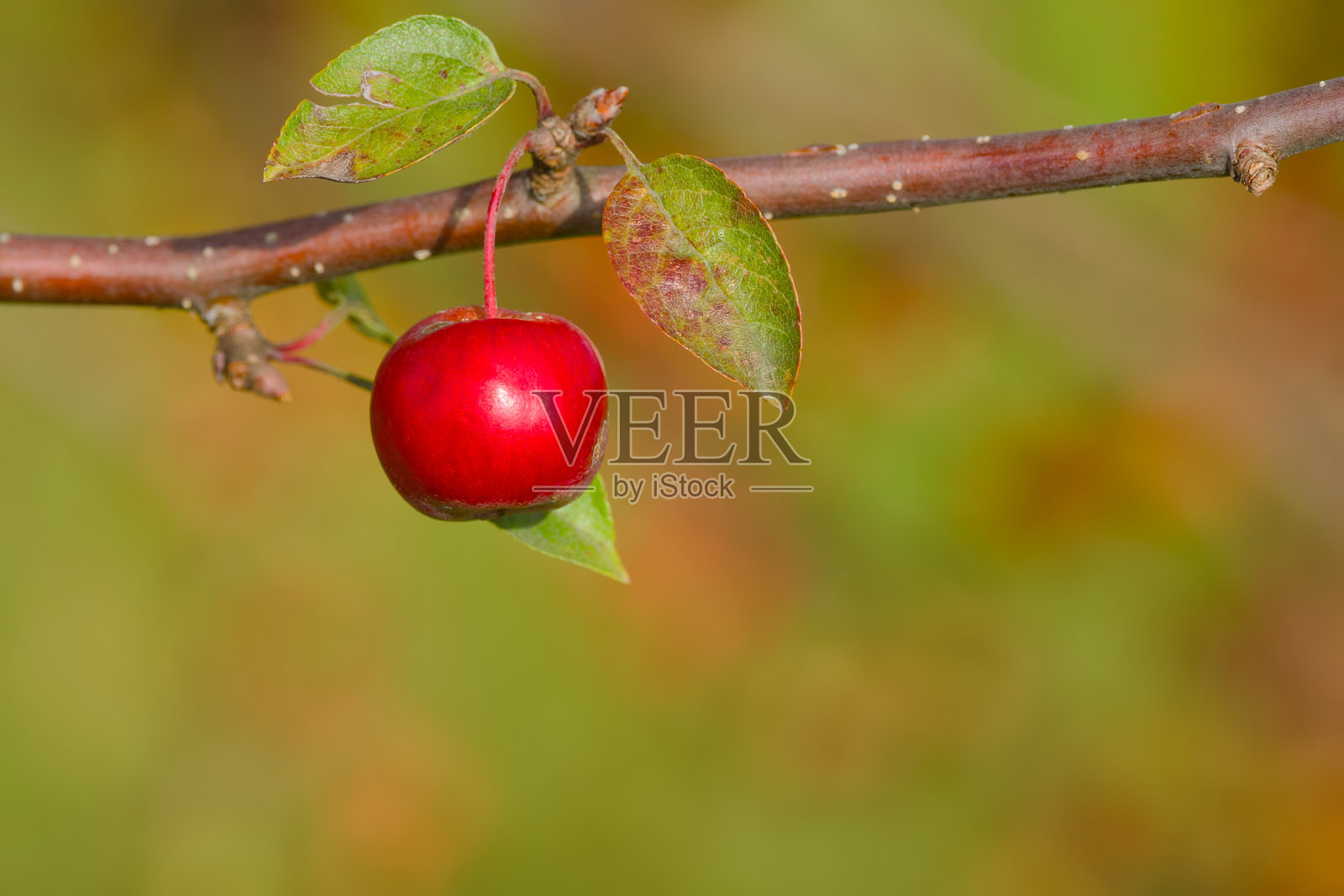 苹果早晨照片摄影图片