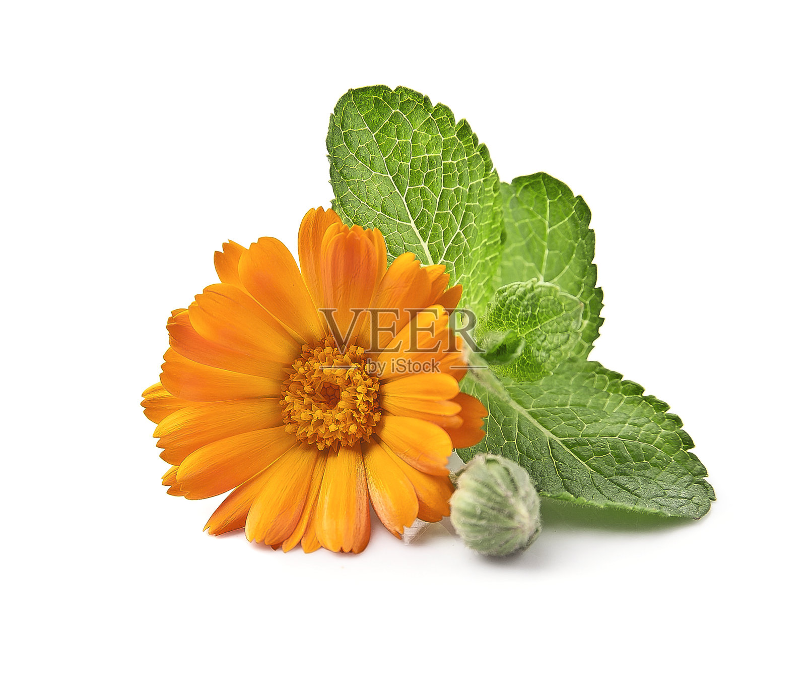 金盏菊与薄荷照片摄影图片