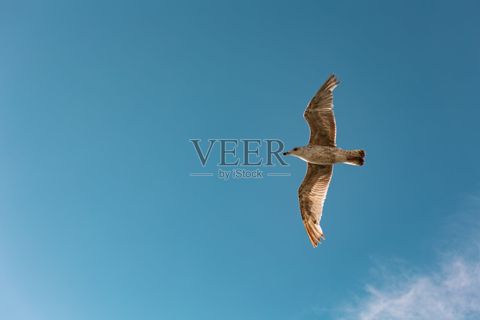 从低角度拍摄的飞翔海鸥,背景是蓝天。照片摄影图片