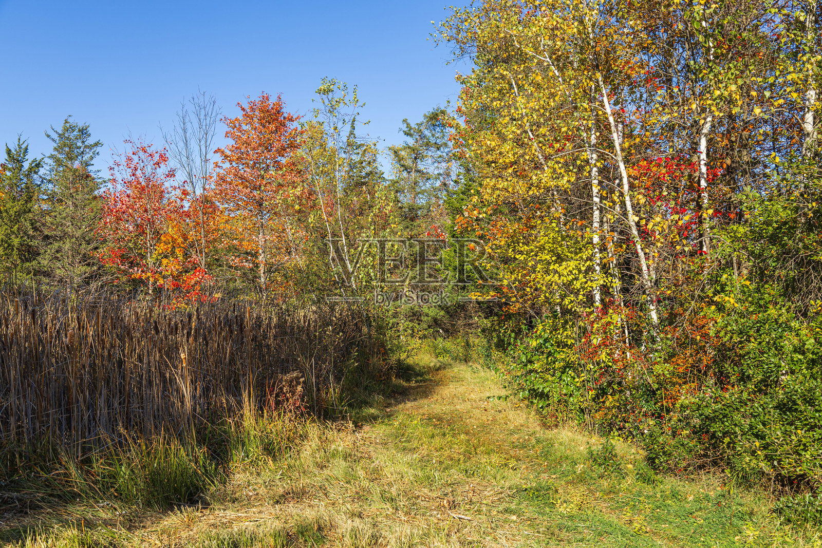 秋天森林中的草地小径照片摄影图片