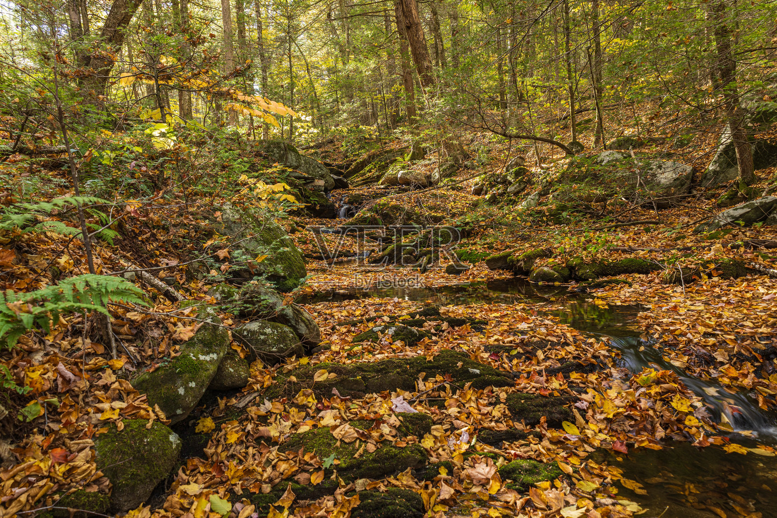 秋天,落叶覆盖了环溪。照片摄影图片