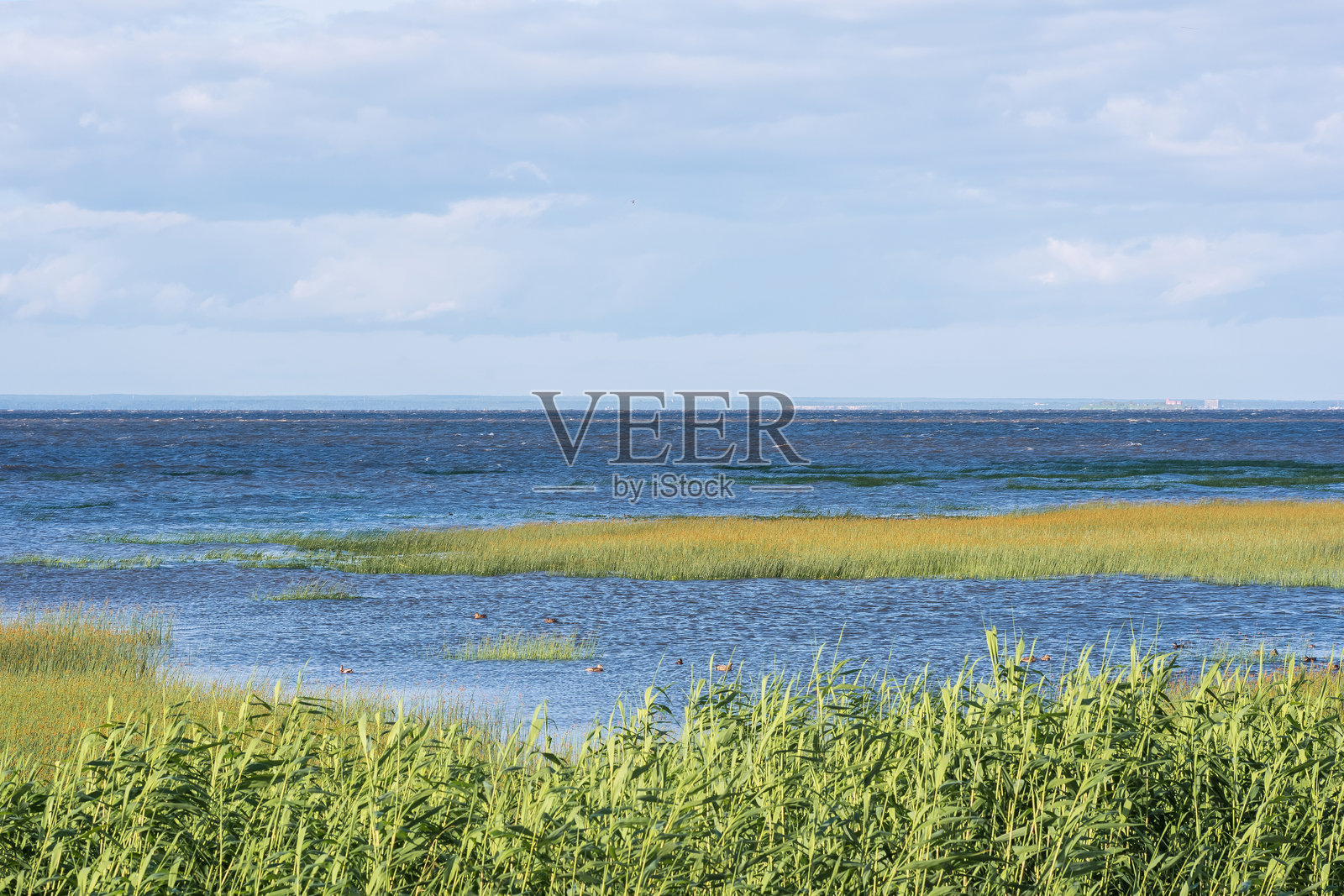 波罗的海海岸的海景,前景是芦苇荡照片摄影图片