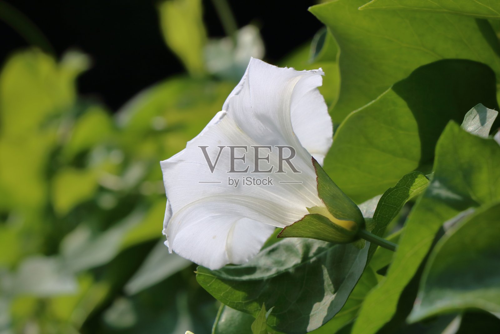 卡利斯特吉亚·塞皮乌姆(篱笆牵牛花)照片摄影图片