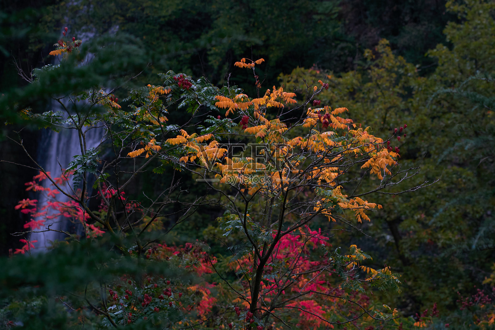 雨天森林中树木展现出各种美丽的秋季色调。位于第比利斯的植物园中的自然环境。照片摄影图片