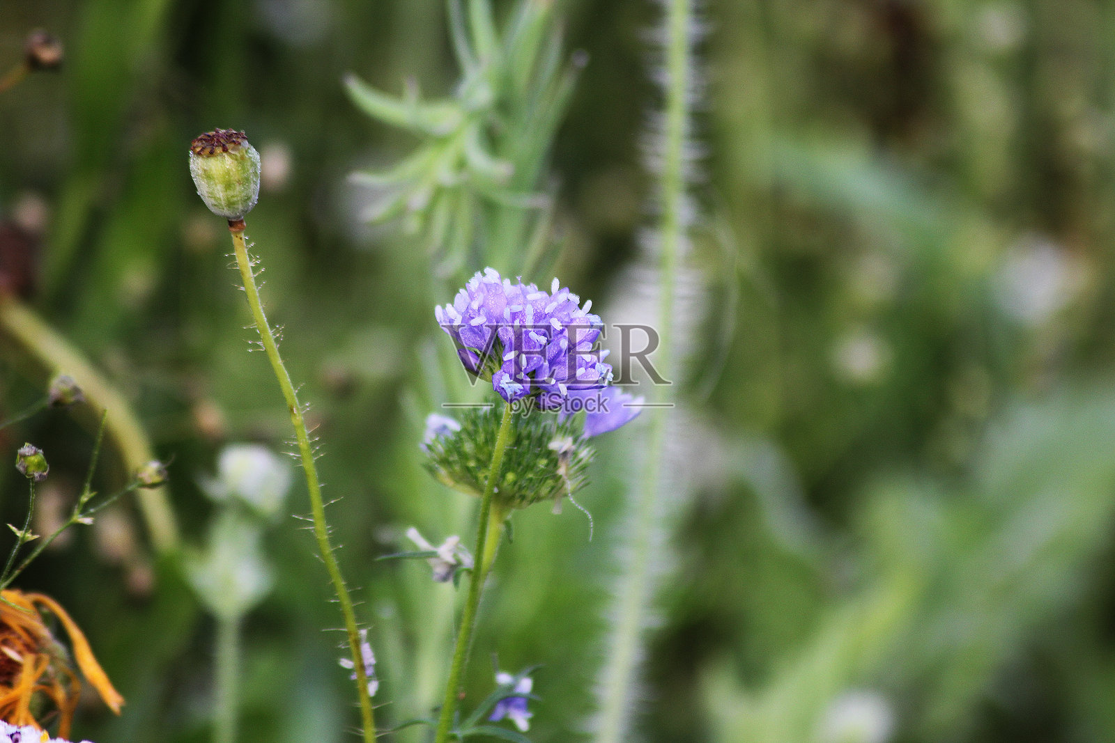 蓝色顶花(Gilia capitata),又称蓝头吉利亚、蓝色田野吉利亚和球形吉利亚。照片摄影图片