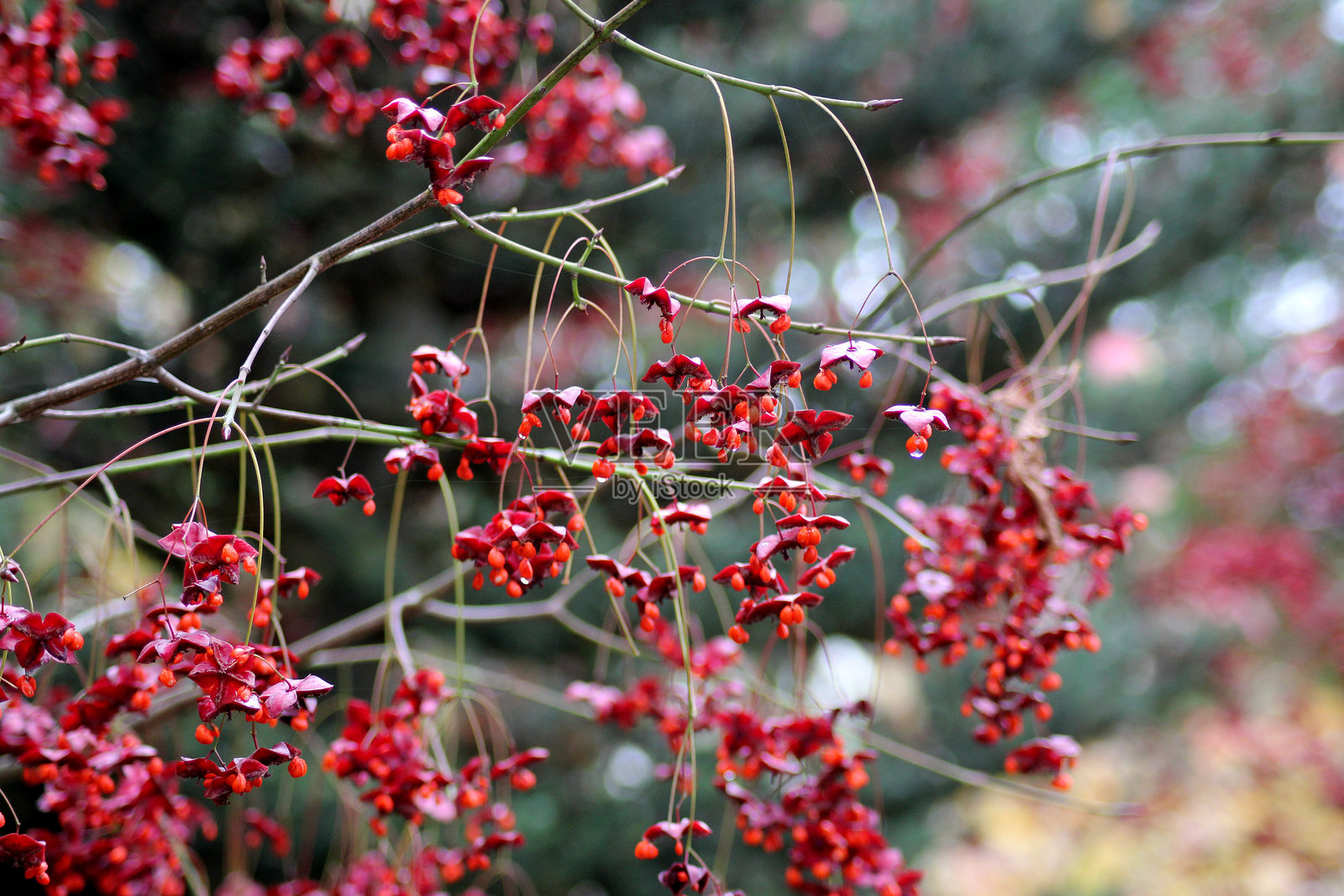 朝鲜卫矛(Euonymus oxyphyllus)照片摄影图片