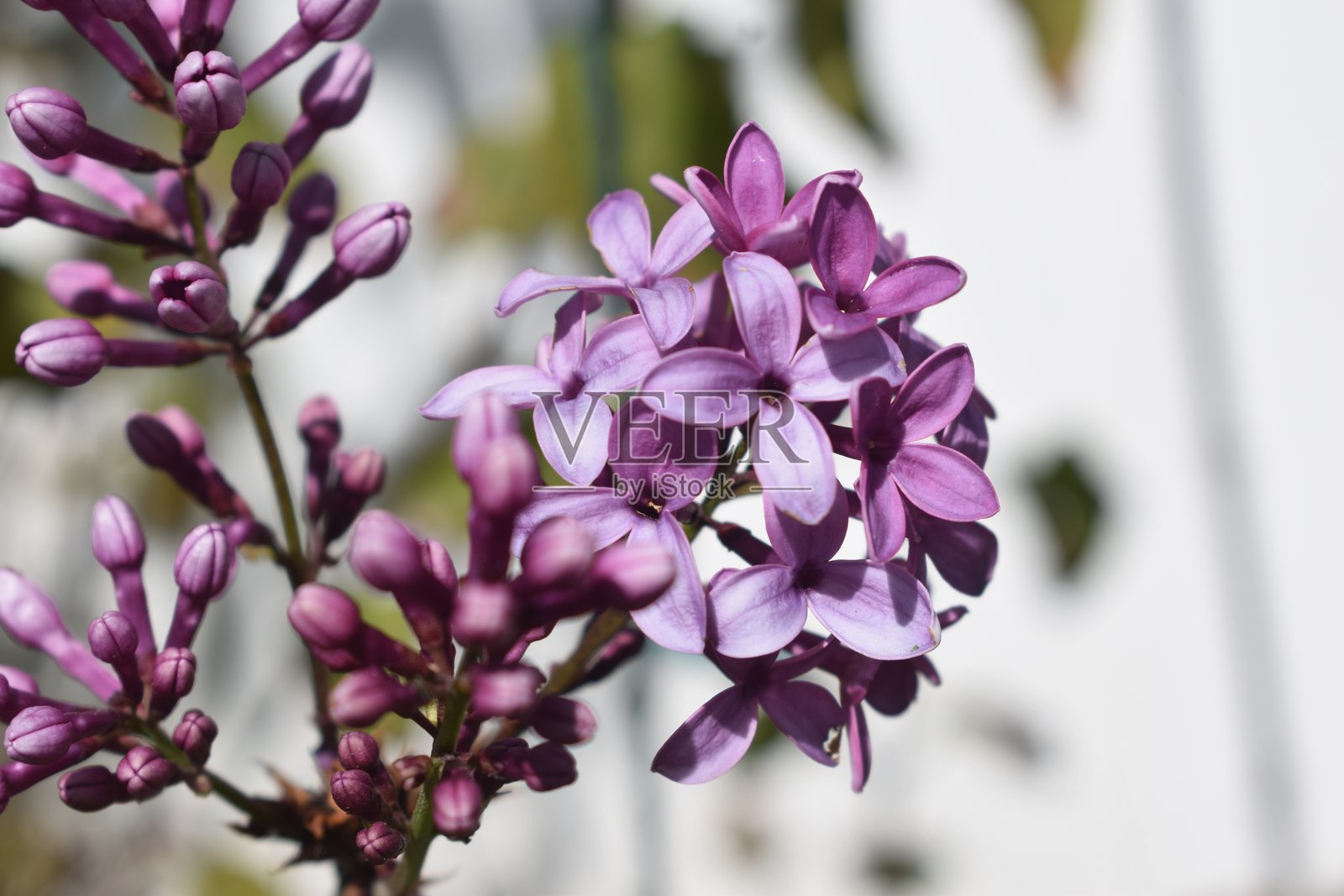 丁香照片摄影图片