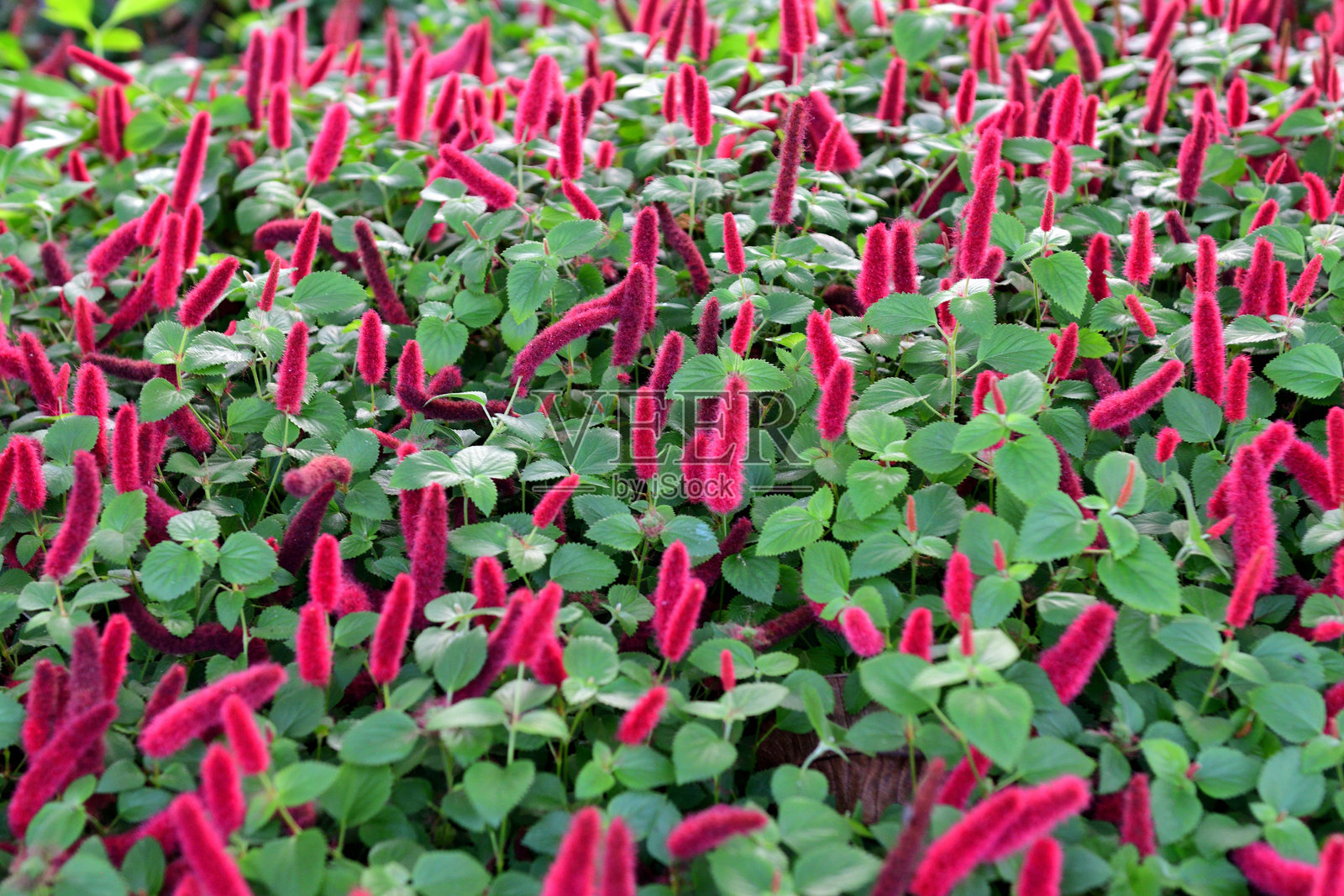 小叶凤尾草 / 爬行凤尾草:紧凑的常绿植物,具有独特而引人注目的深红色花穗照片摄影图片