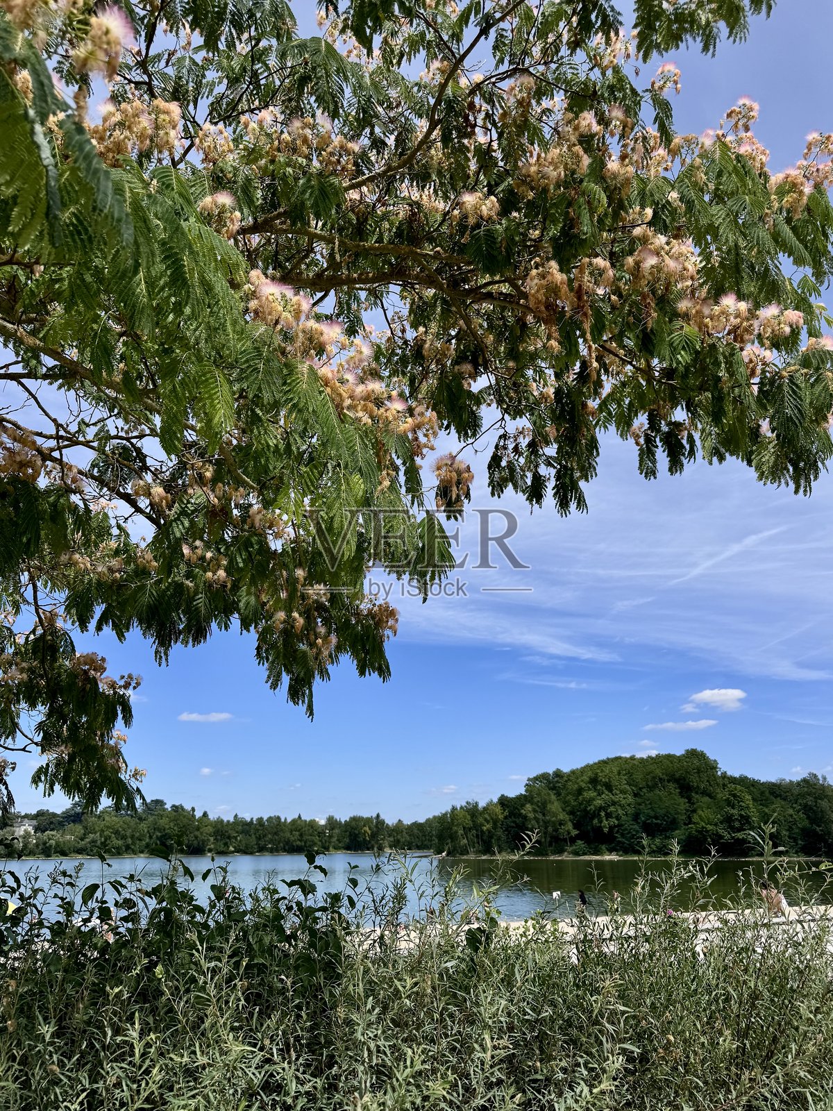 夏天的湖泊照片摄影图片