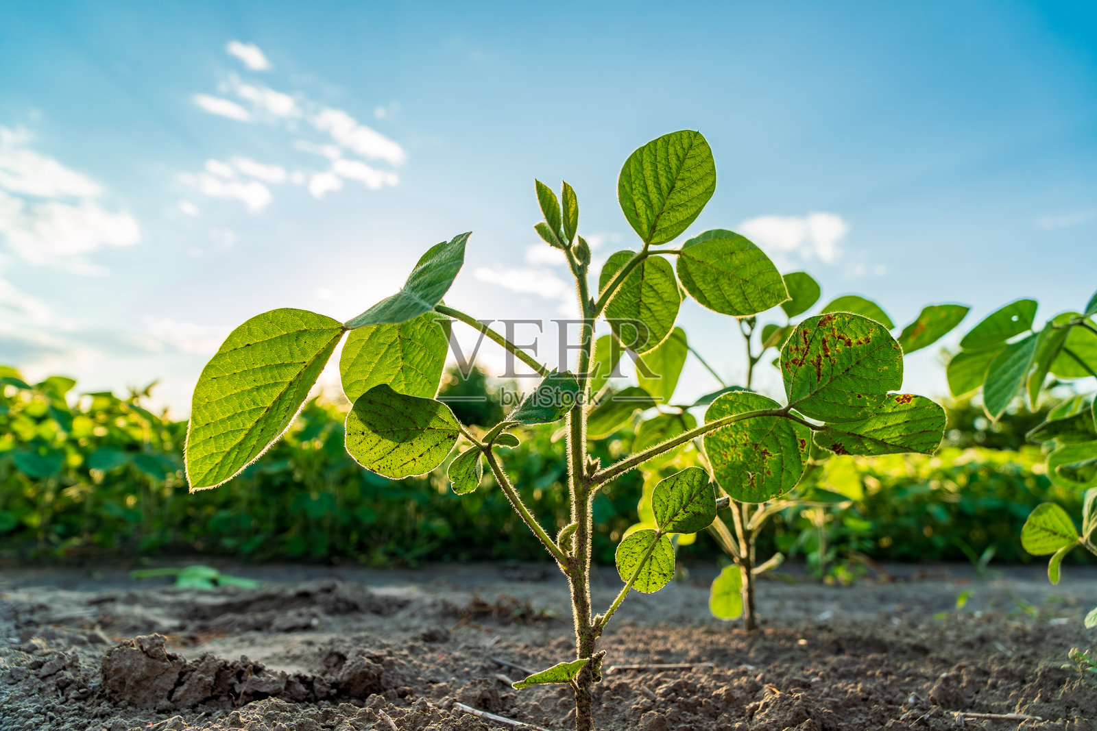 这片年轻的黄豆田里,生机勃勃的黄豆植物向阳而生,展现出在肥沃土壤中健康成长的景象,头顶是湛蓝的天空。照片摄影图片
