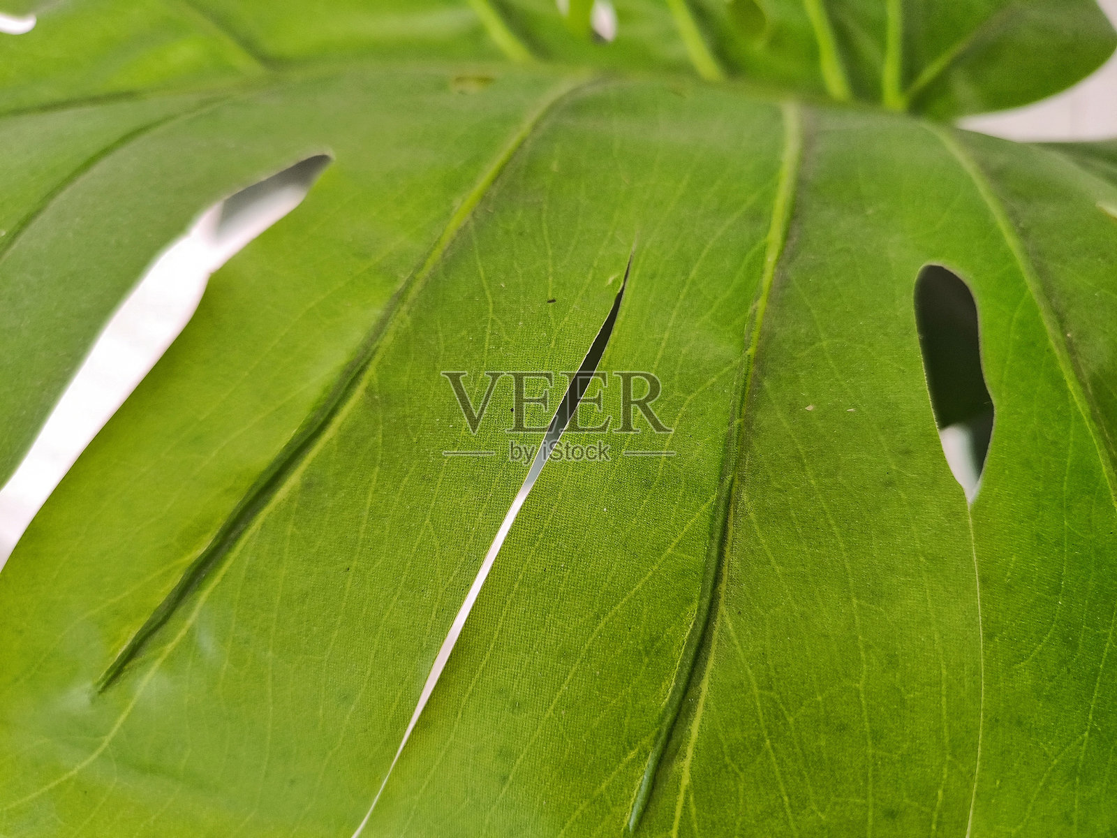 绿色的 monstera 植物叶子背景。热带树木。叶子背景。照片摄影图片