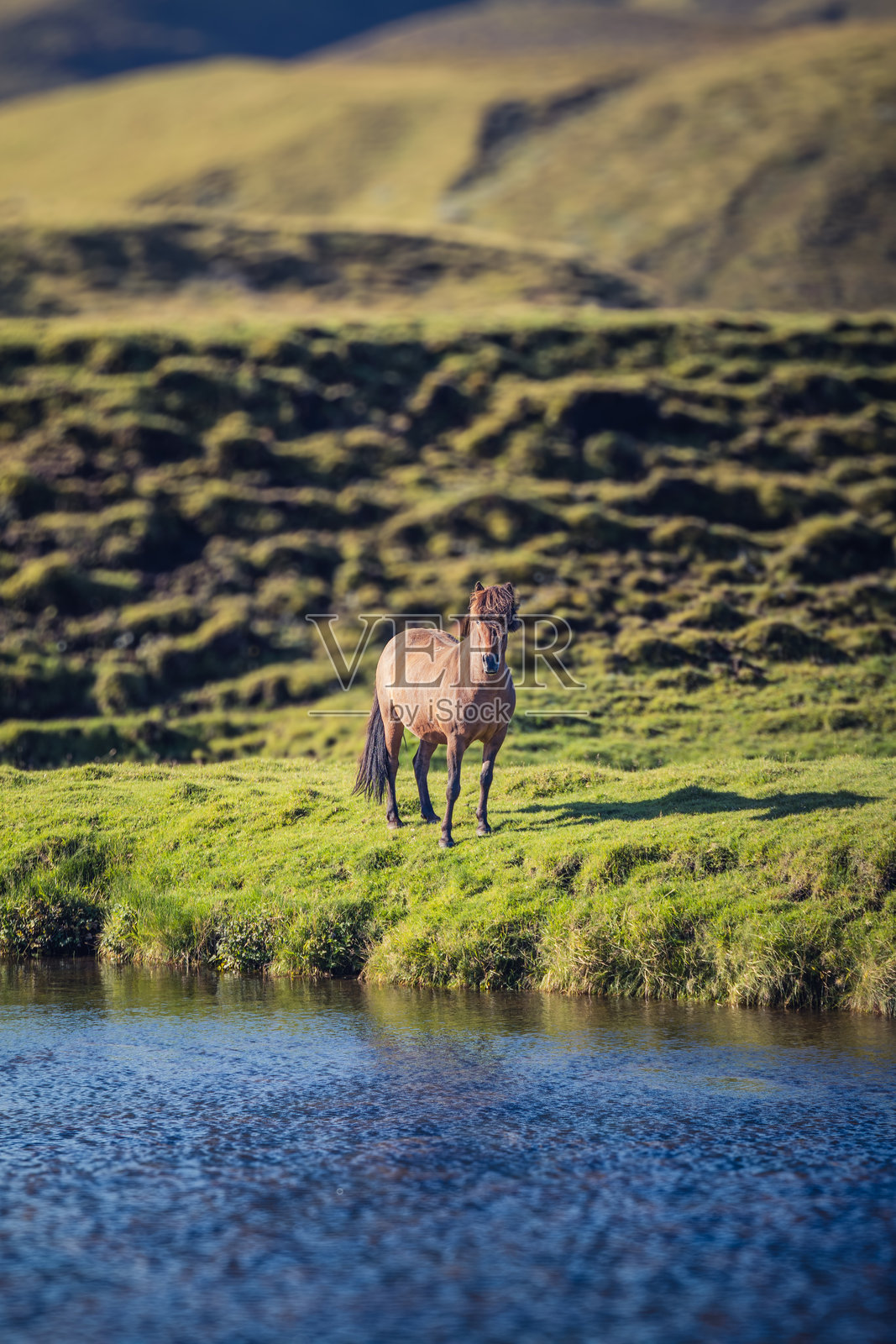 一匹可爱的冰岛马照片摄影图片