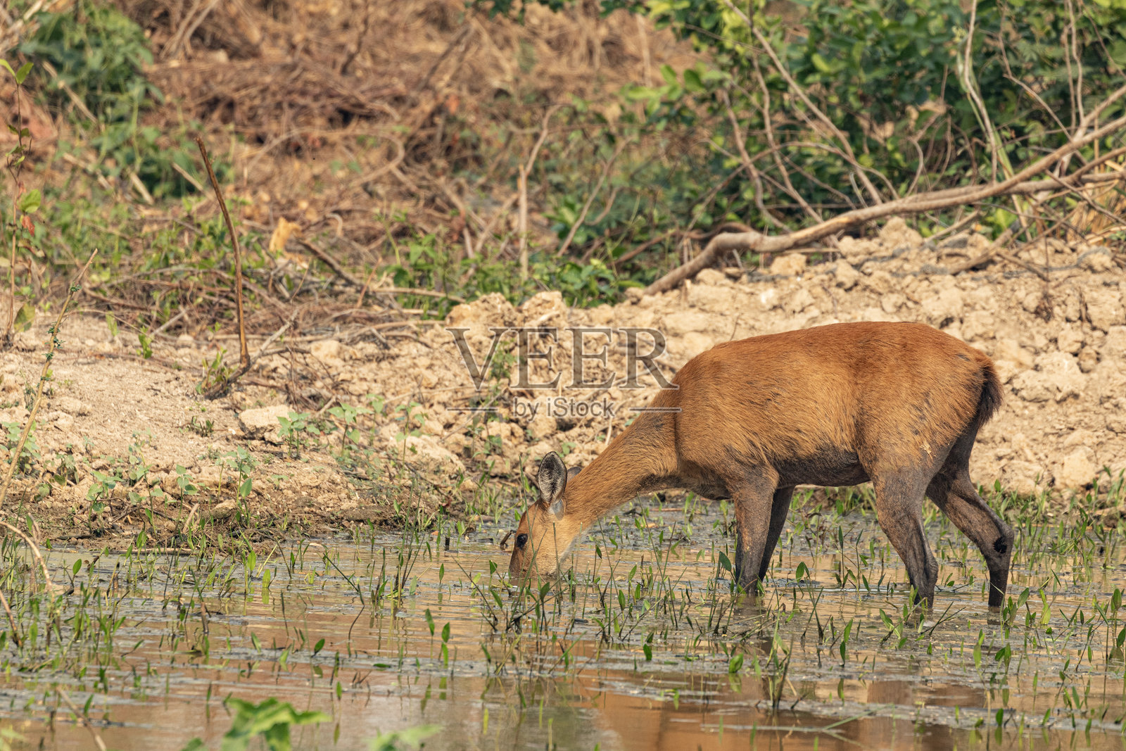潘塔纳尔,巴西的沼泽鹿;双叉鹿在池塘中。照片摄影图片