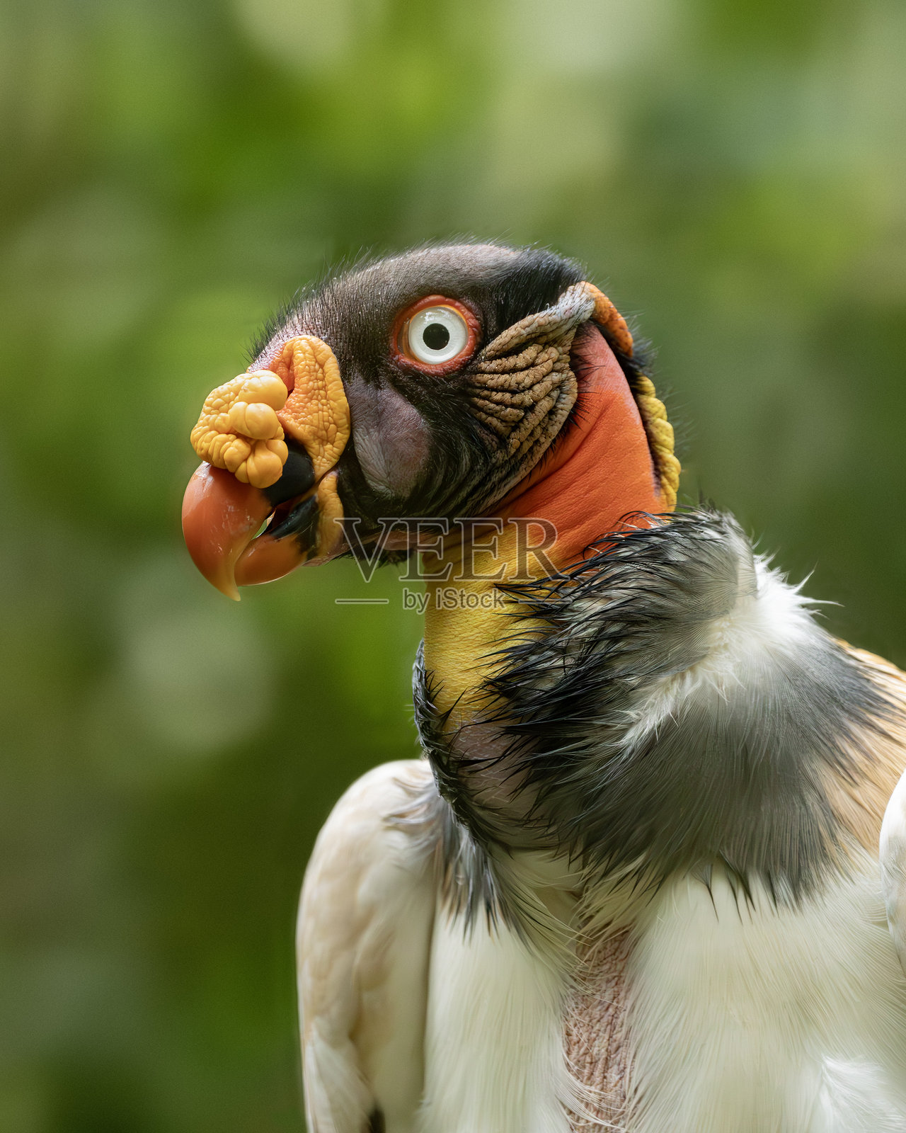 国王秃鹫肖像,学名:Sarcoramphus papa照片摄影图片