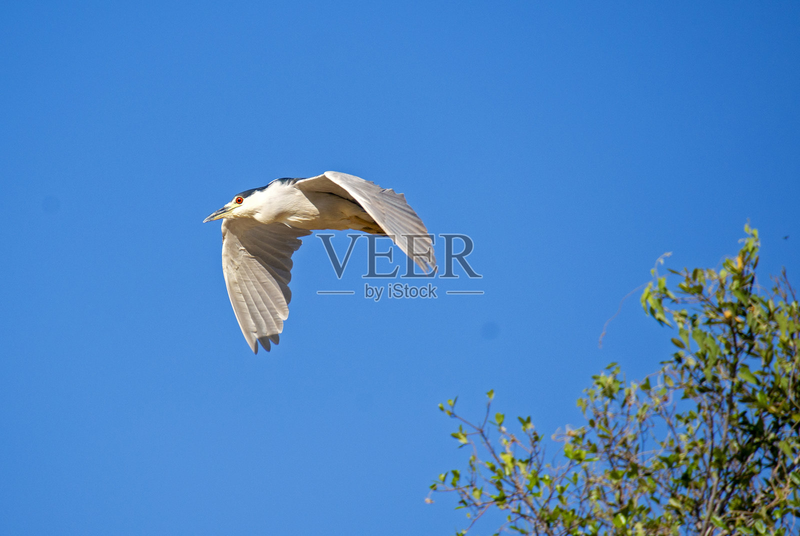 黑冠夜鹭在飞翔照片摄影图片