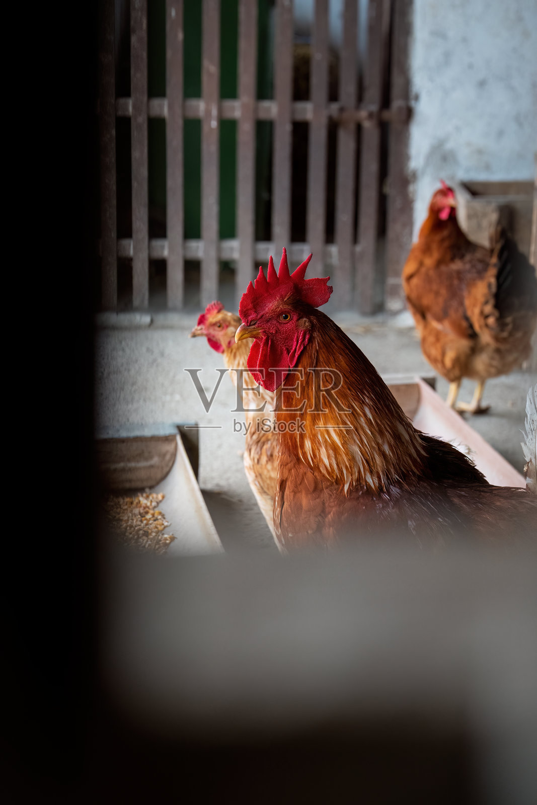 公鸡站在谷仓里,周围有其他鸡。照片摄影图片