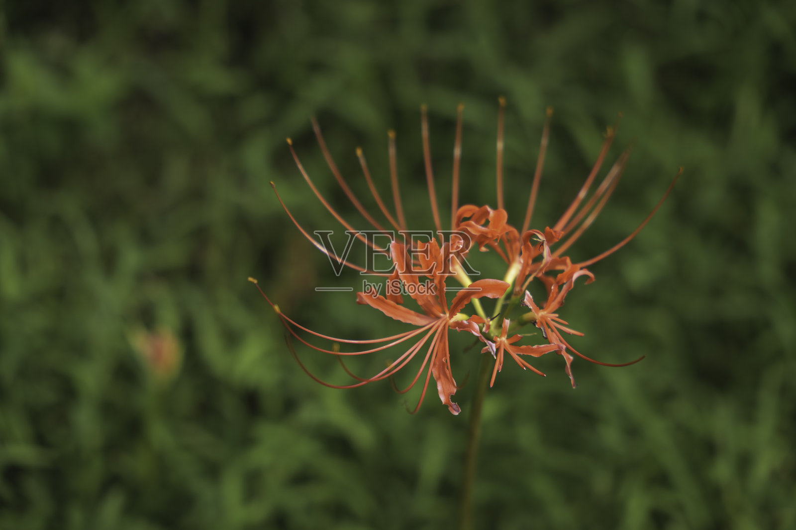 红彼岸花的日落,彼岸花,红色彼岸花照片摄影图片