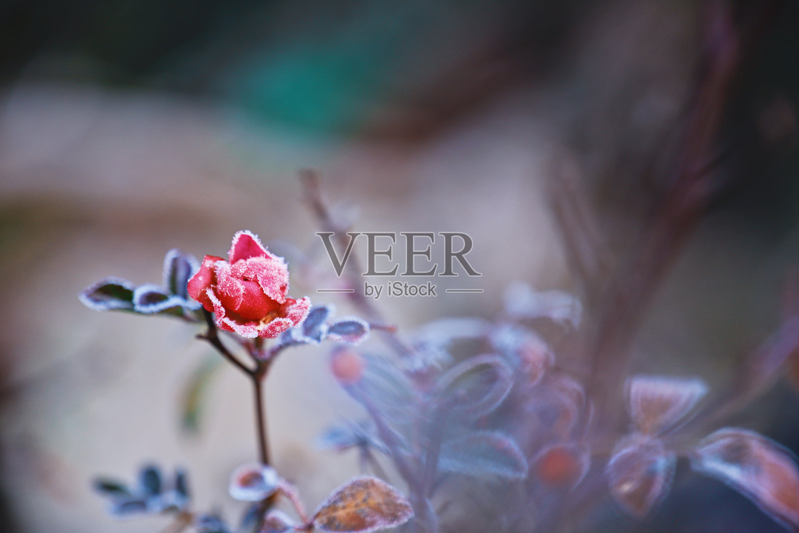 粉红色玫瑰花的特写镜头照片摄影图片