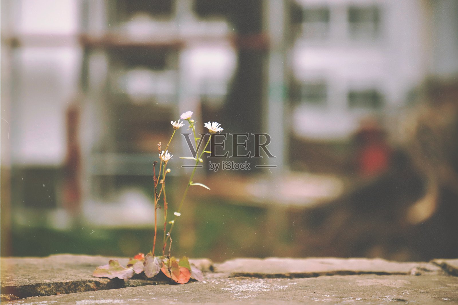 人行道上盛开的花朵特写照片摄影图片
