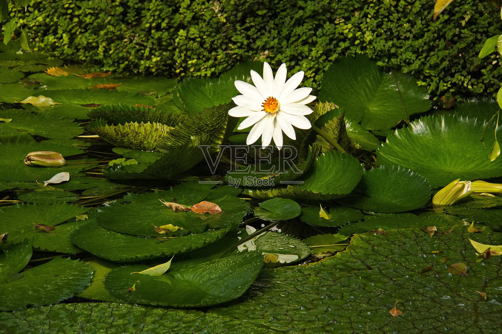 捷克共和国布拉格大学经营的植物园中的植物照片摄影图片
