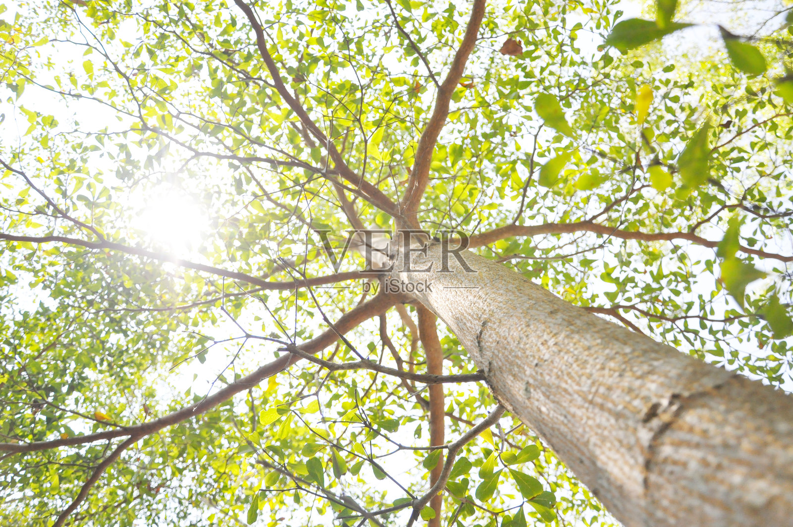 森林中树木的低角度视图照片摄影图片