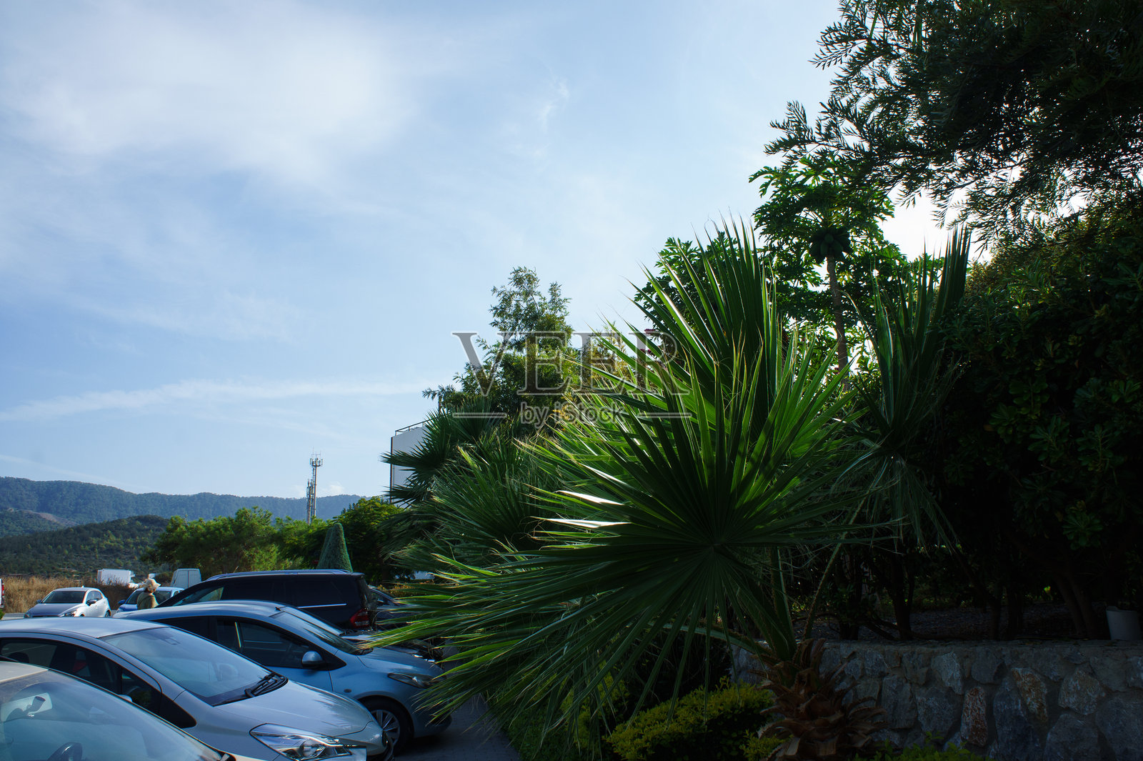 郁郁葱葱的绿树和棕榈树环绕着宁静的停车场,清澈的蓝天下,位于一个平静的海滨小镇,正值正午时分。照片摄影图片