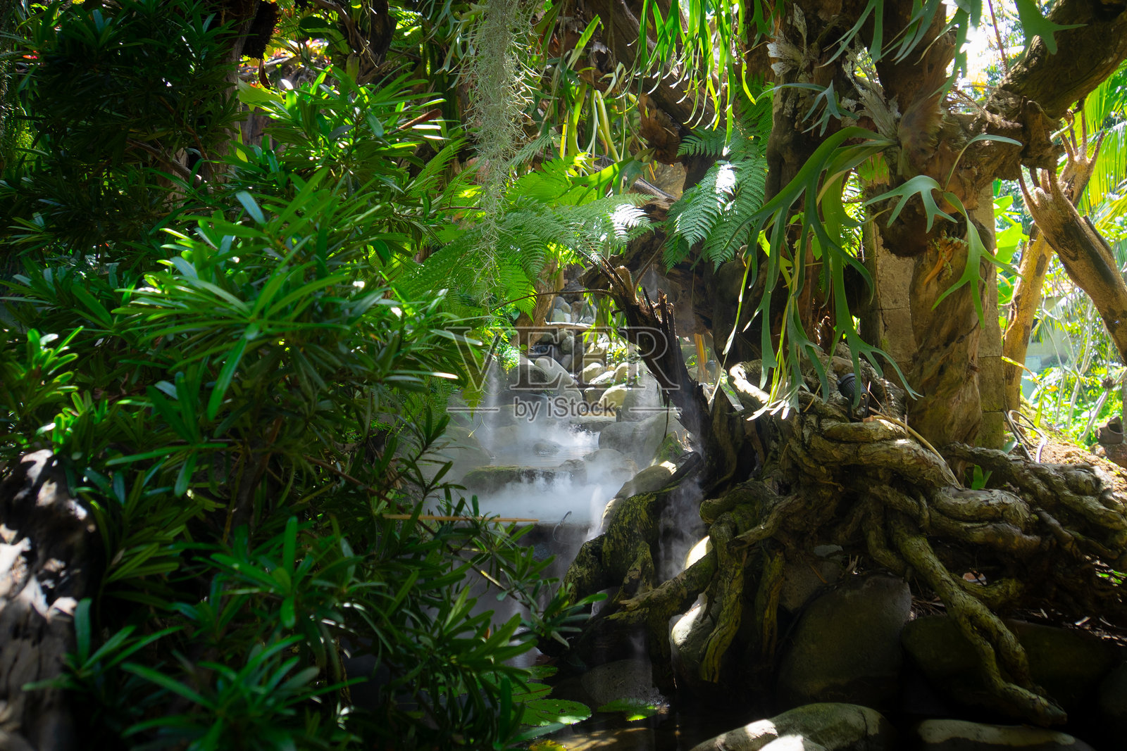 宁静的丛林池塘被郁郁葱葱的绿植环绕照片摄影图片