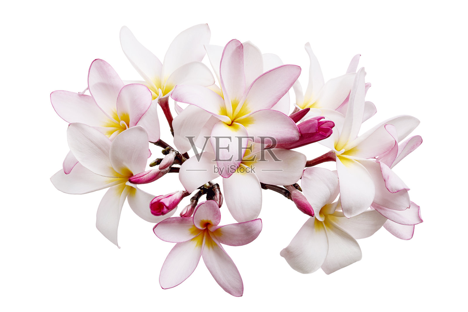 粉色的鸡蛋花(Frangipani),香气扑鼻的粉色花朵在枝头绽放,背景为白色,带有抠图路径。照片摄影图片