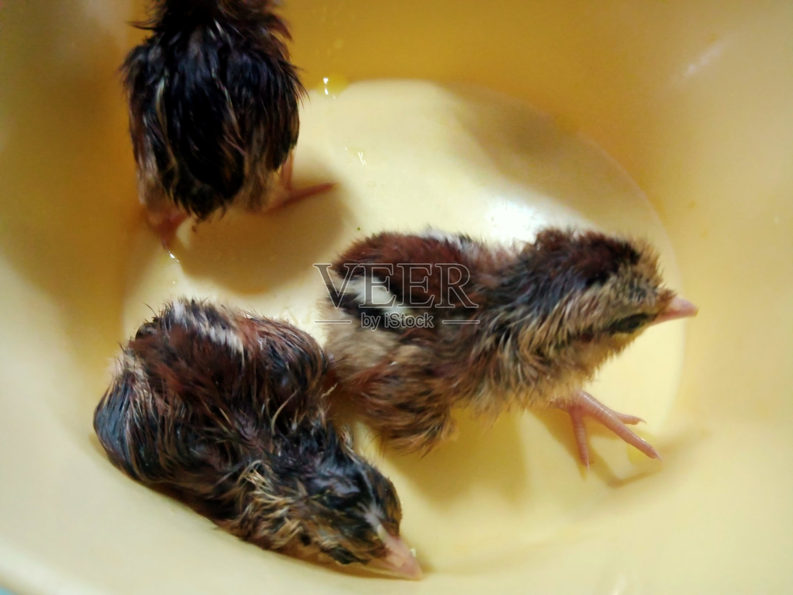 容器里的原鸡或红原鸡照片摄影图片