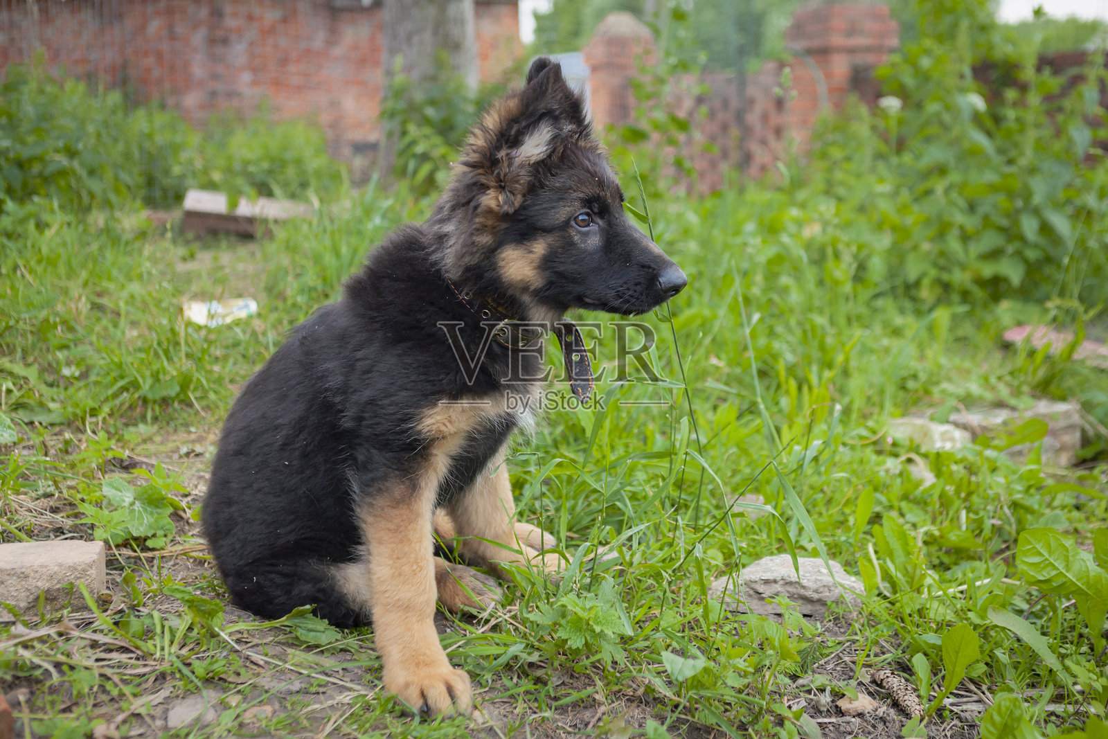 一只德国牧羊犬在公园散步。照片摄影图片