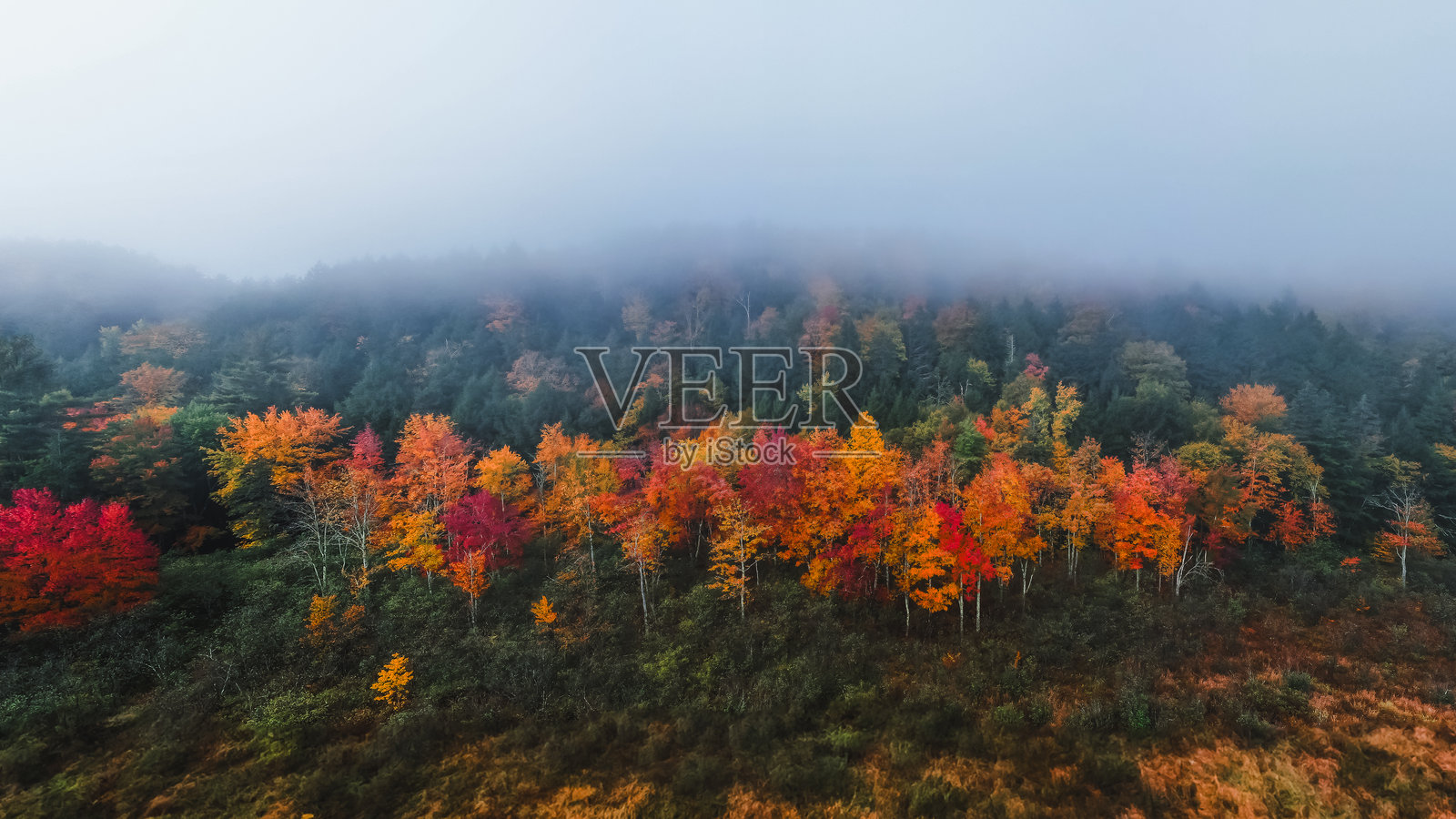 阴郁的雾气笼罩的森林,俯瞰一排五彩斑斓的秋叶,橙色和红色的树木在绿色树木中格外显眼。与众不同,展现个性。照片摄影图片