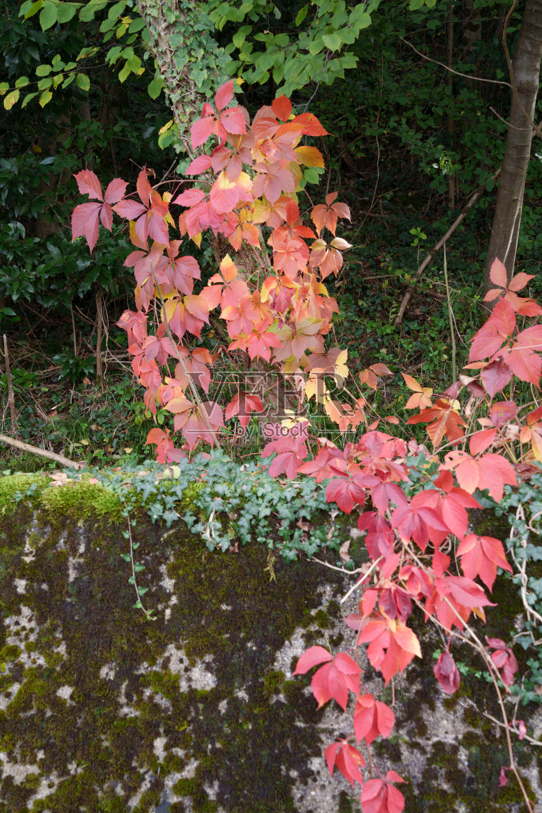 意大利科莱布里安扎的秋天照片摄影图片