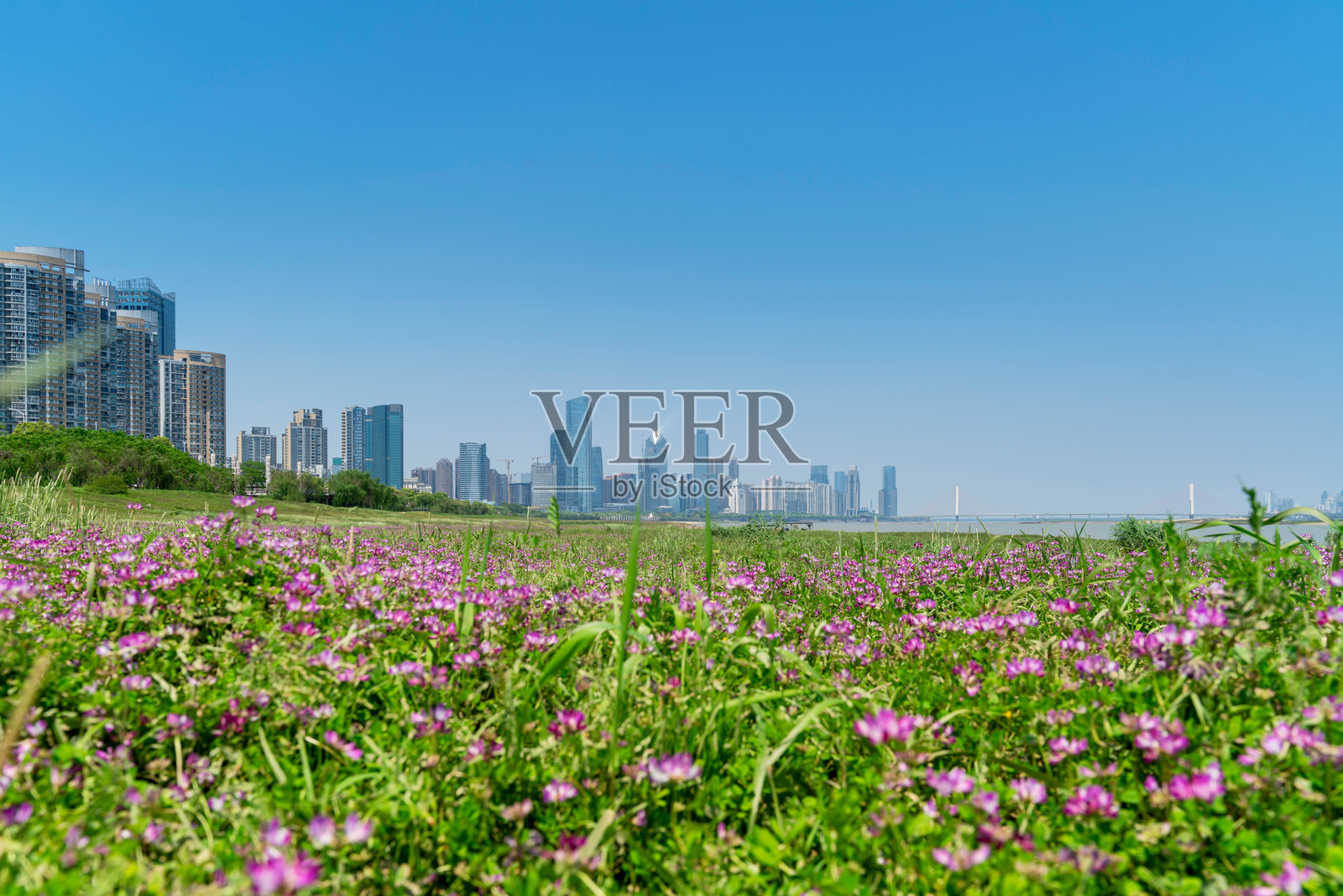 城市中心公园里的花田与现代城市照片摄影图片